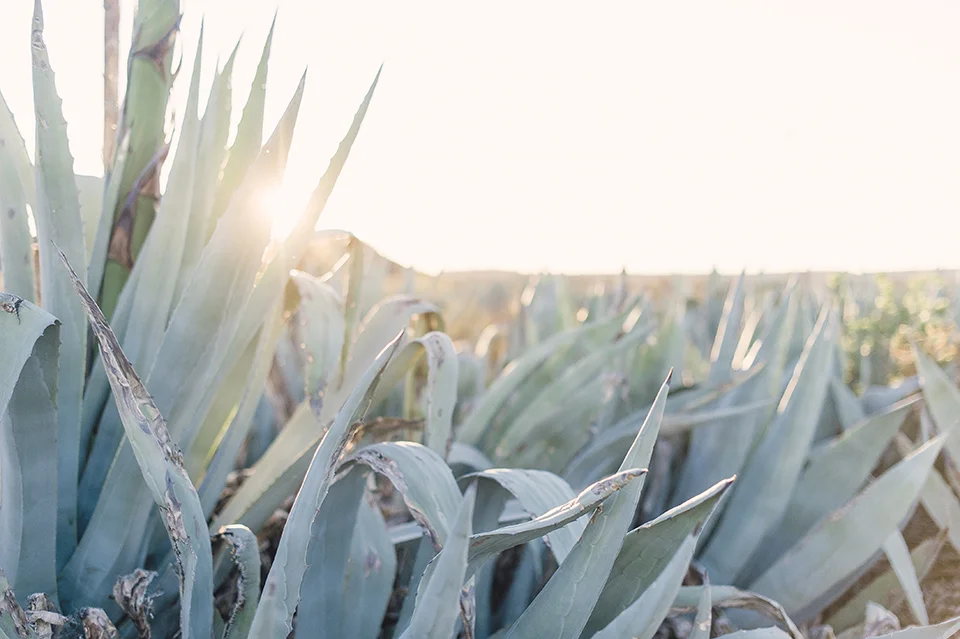 RyanParker_FineArtPhotographer_Travel_Karoo_Bloemhof_DSC_9334.jpg