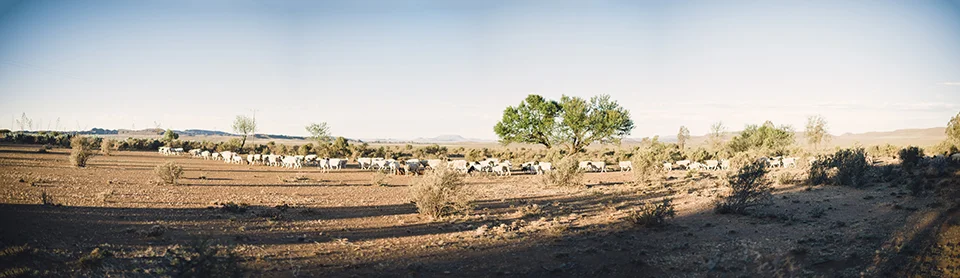 RyanParker_FineArtPhotographer_Travel_Karoo_Bloemhof_PANO.jpg