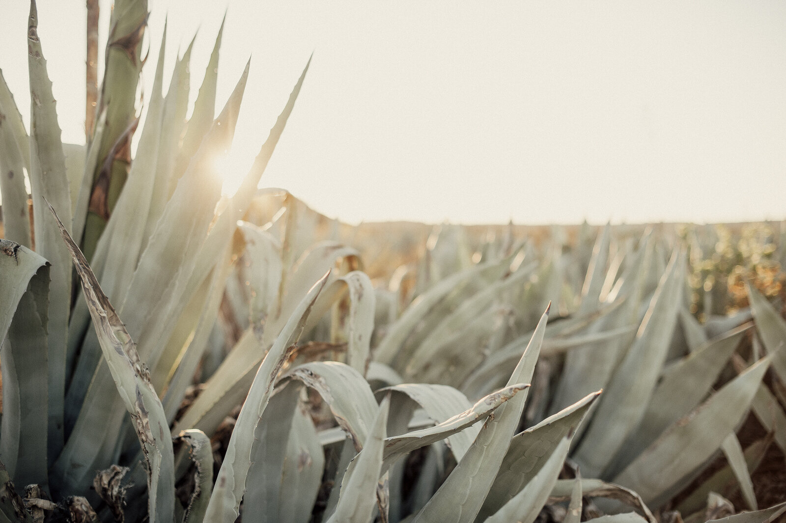 Karoo_Outback_RyanParker_DSC_9334.jpg