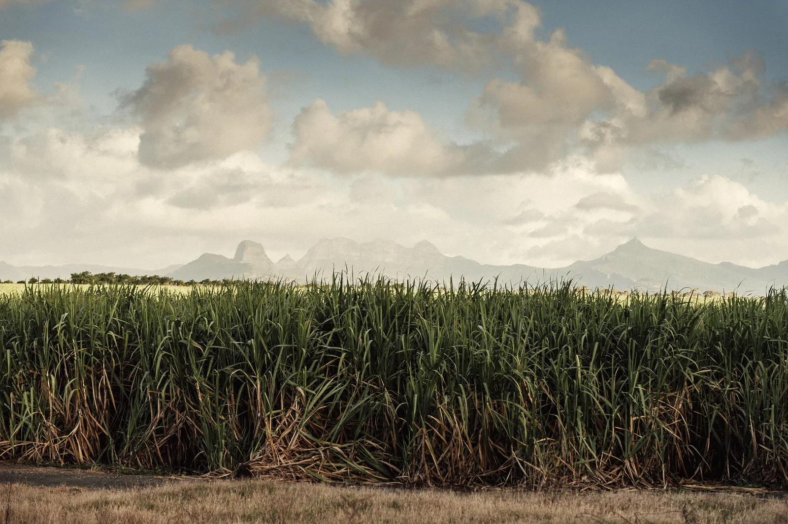 RyanParkerPhoto_Wedding_Mauritius_A&C_DSC_9669.jpg