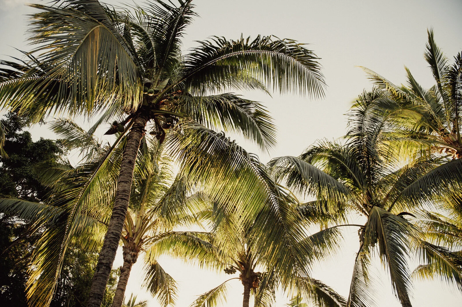 RyanParkerPhoto_Wedding_Mauritius_A&C_DSC_9674.jpg
