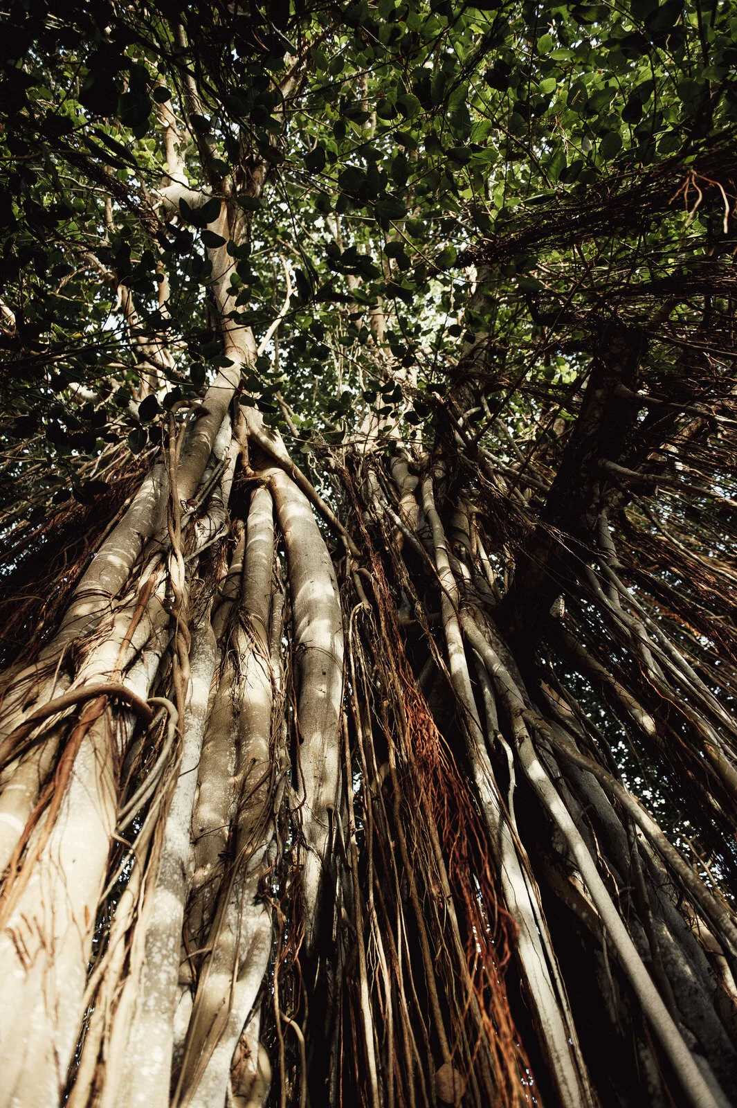 RyanParkerPhoto_Wedding_Mauritius_A&C_DSC_9661.jpg