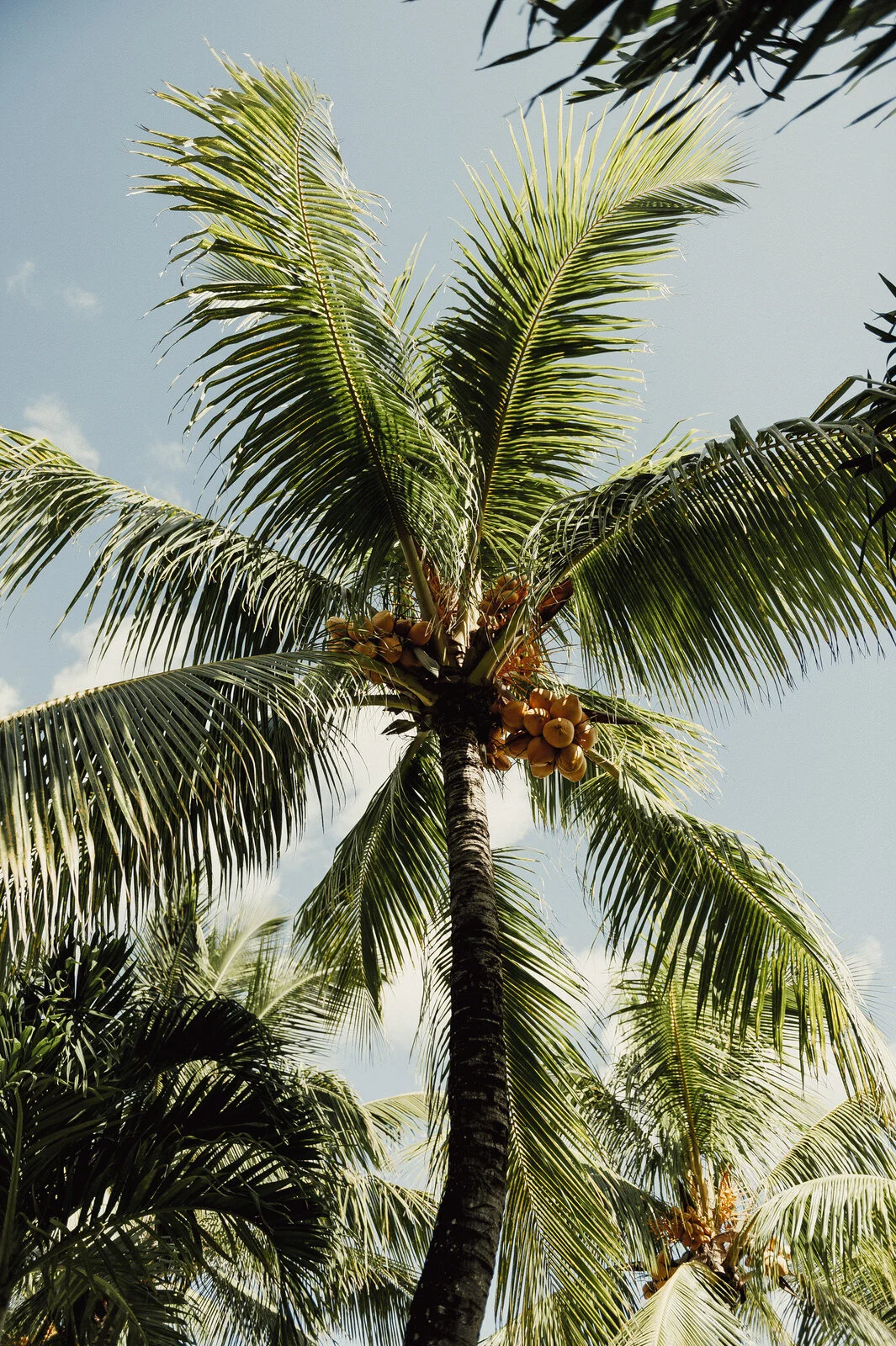 RyanParkerPhoto_Wedding_Mauritius_A&C_DSC_9796.jpg
