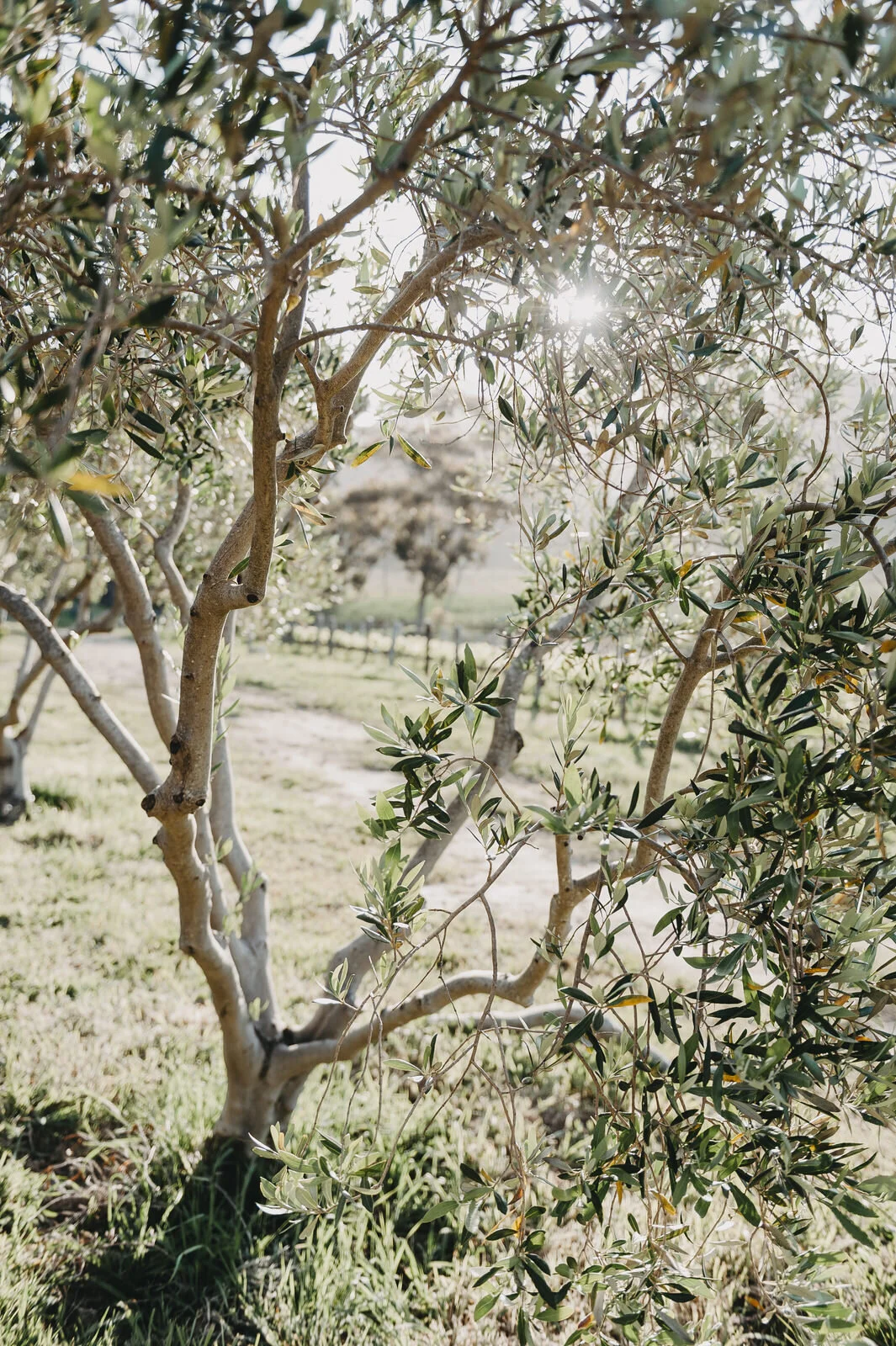 RyanParkerPhoto_Engagement_Hermamus_T&L_DSC_1377.jpg