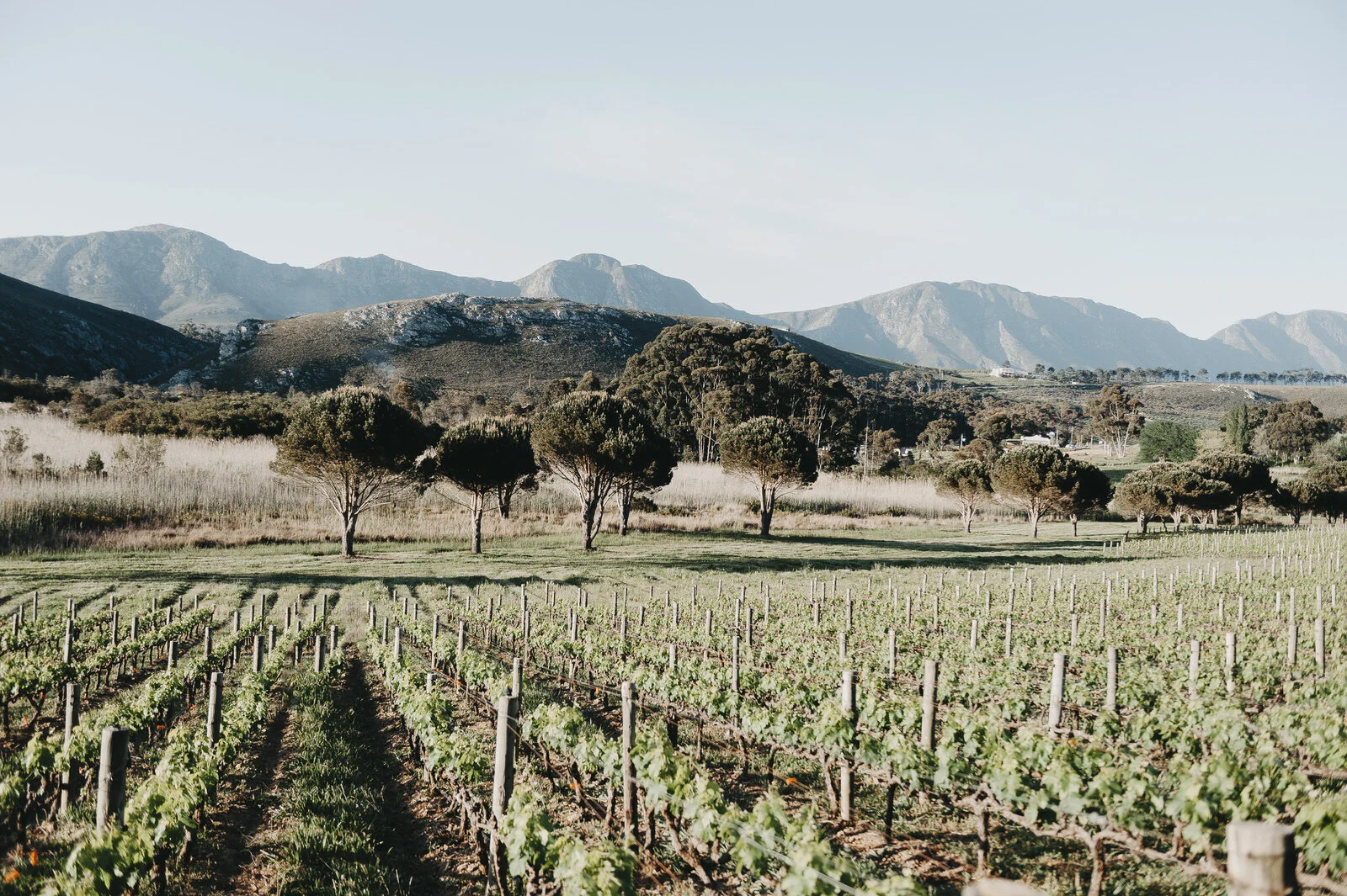 RyanParkerPhoto_Engagement_Hermamus_T&L_DSC_1379.jpg