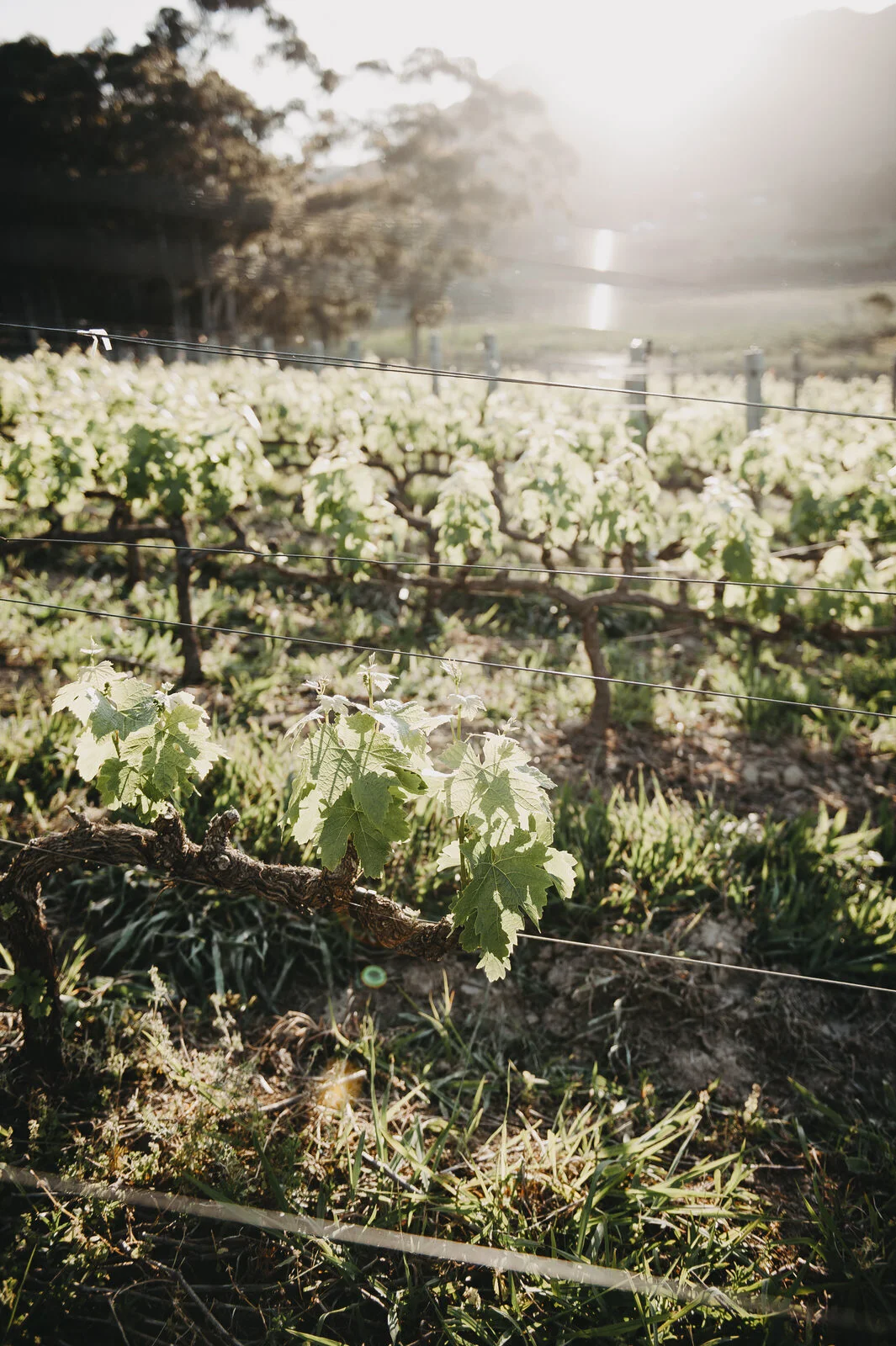 RyanParkerPhoto_Engagement_Hermamus_T&L_DSC_1407.jpg