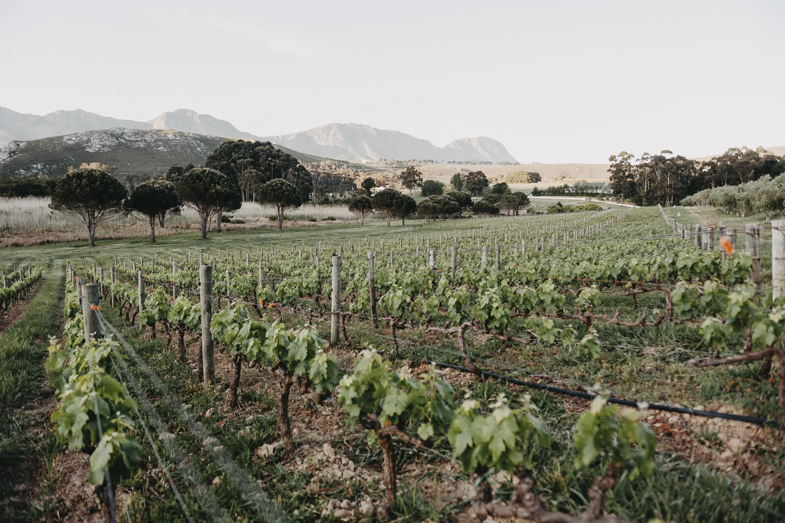 RyanParkerPhoto_Engagement_Hermamus_T&L_DSC_1468.jpg