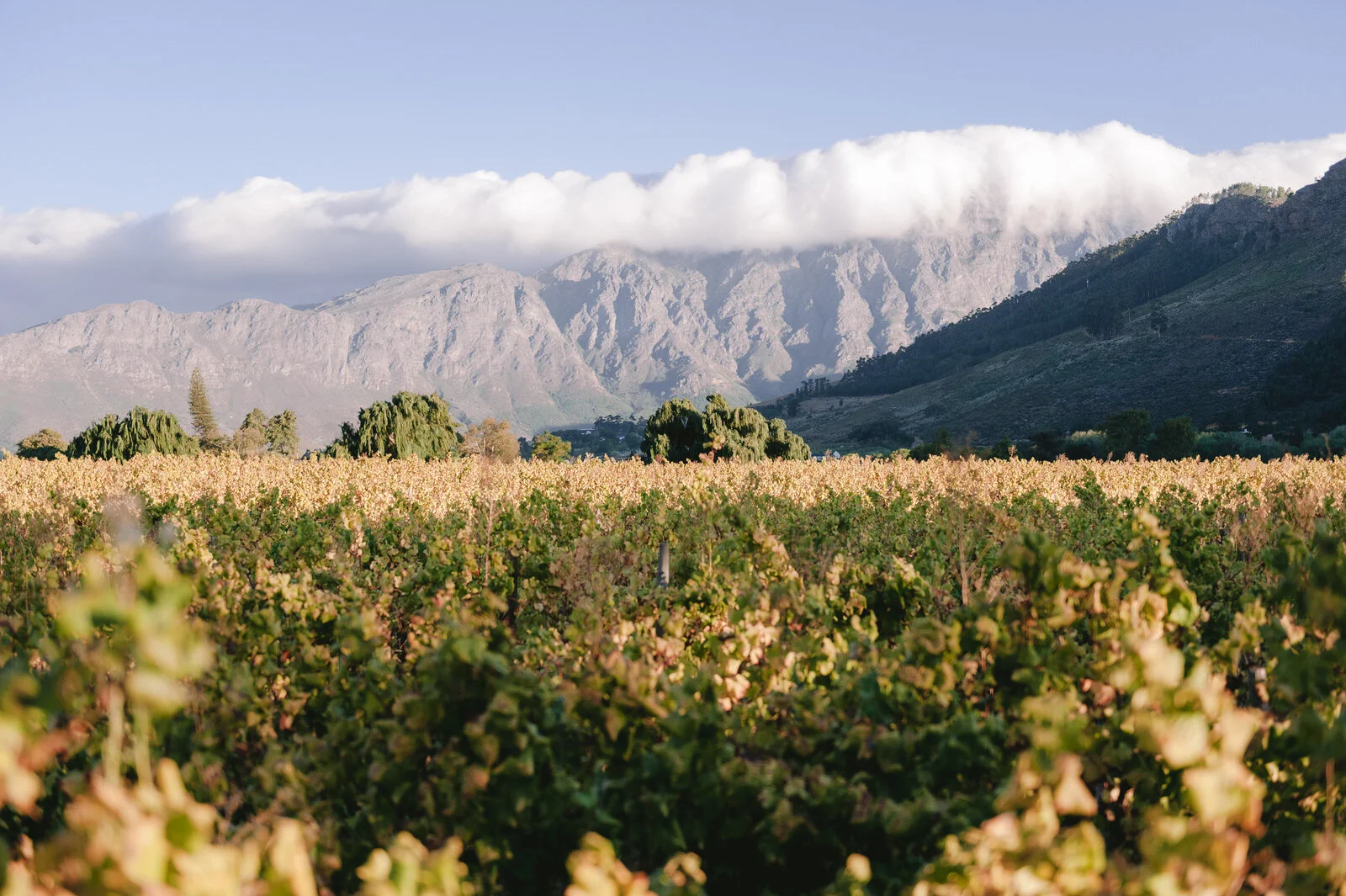 RyanParkerPhoto_Wedding_Franschoek_RicketyBridge_P&J_DSC_7050.jpg