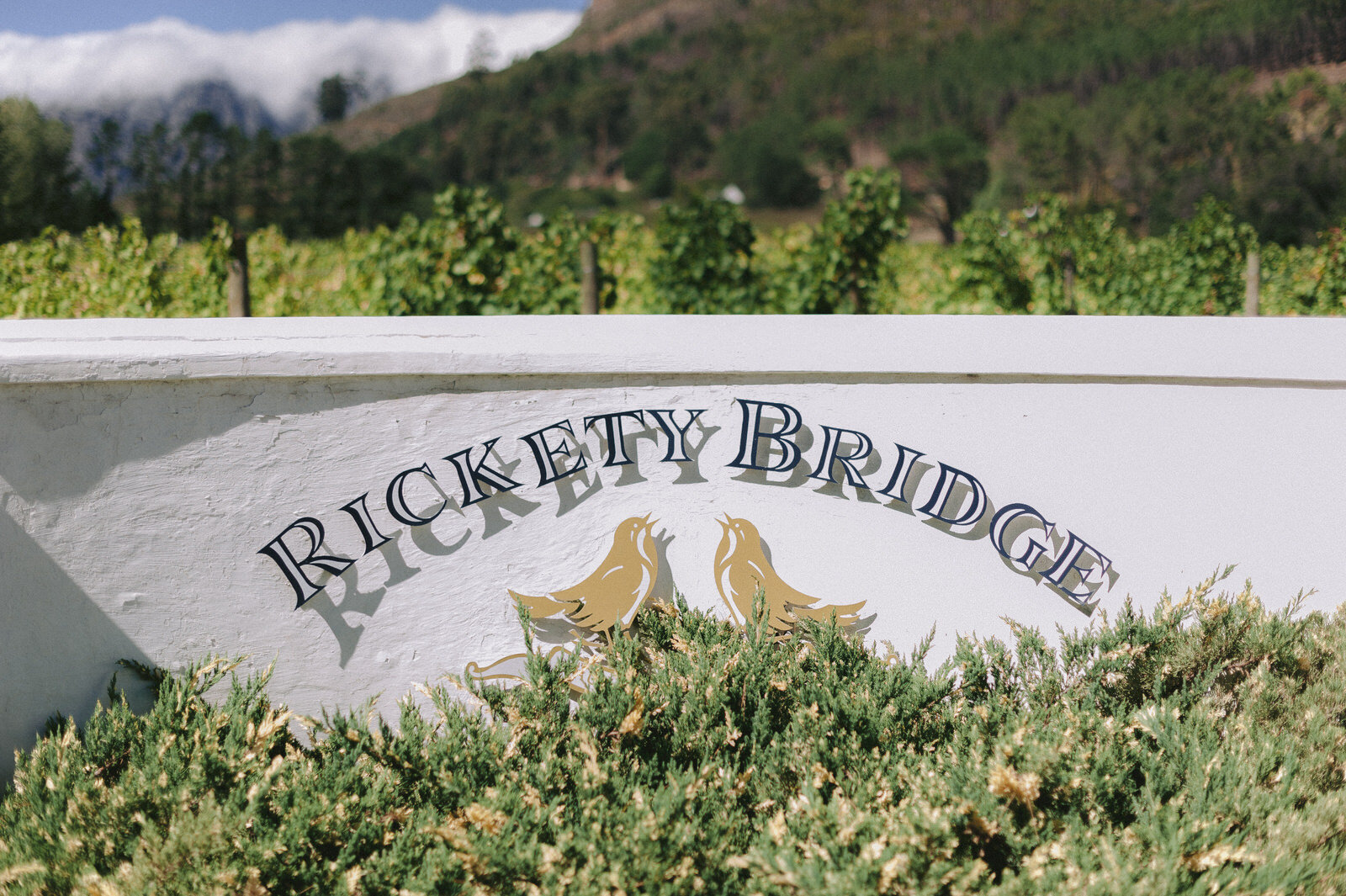 RyanParkerPhoto_Wedding_Franschoek_RicketyBridge_P&J_DSC_5890.jpg