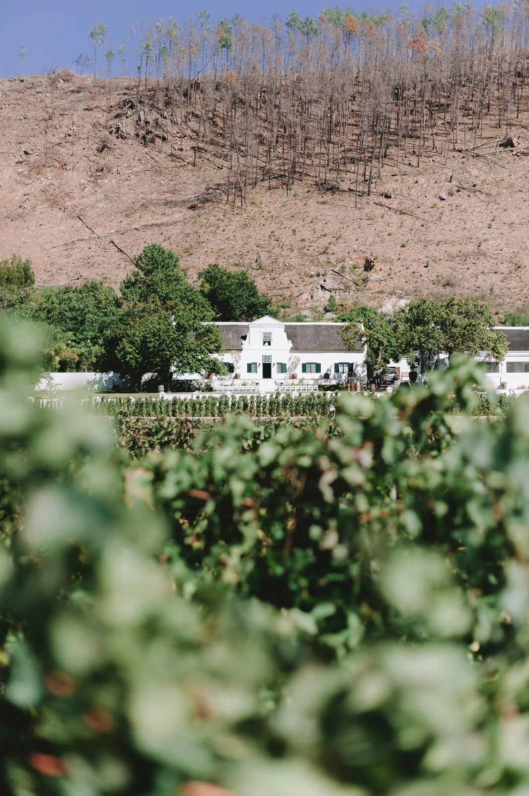 RyanParkerPhoto_Wedding_Franschoek_RicketyBridge_P&J_DSC_5894.jpg