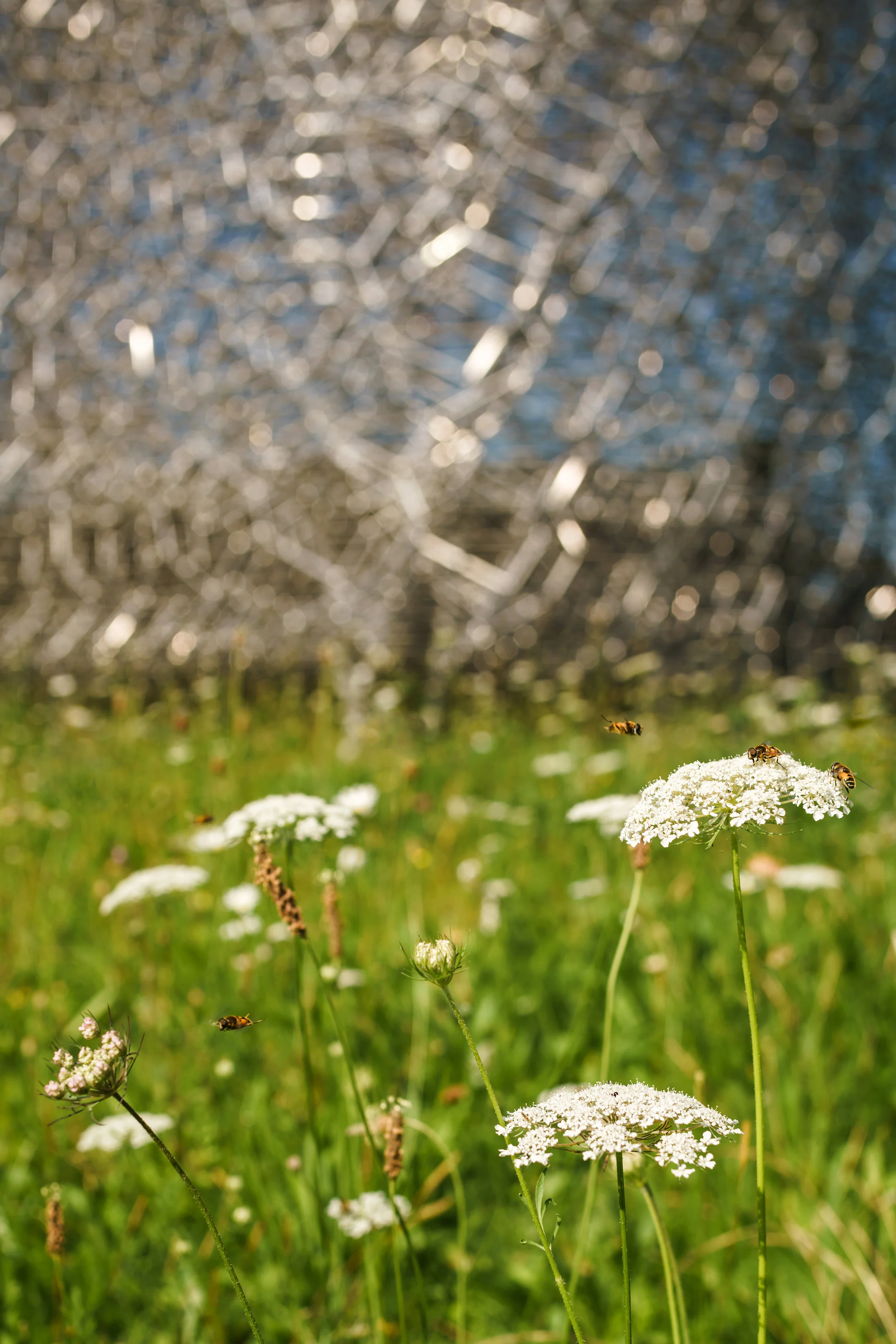 The meadow at Kew Gardens - image Mark Hadden