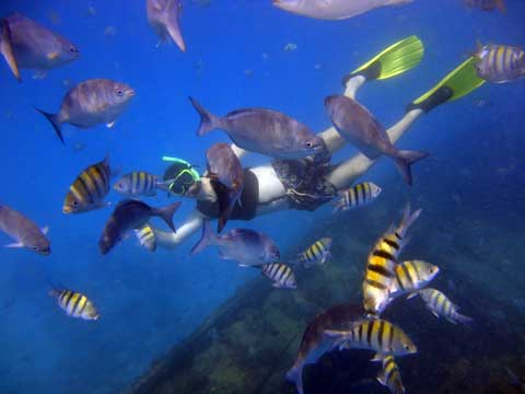 snorkeling-in-barbados.jpg