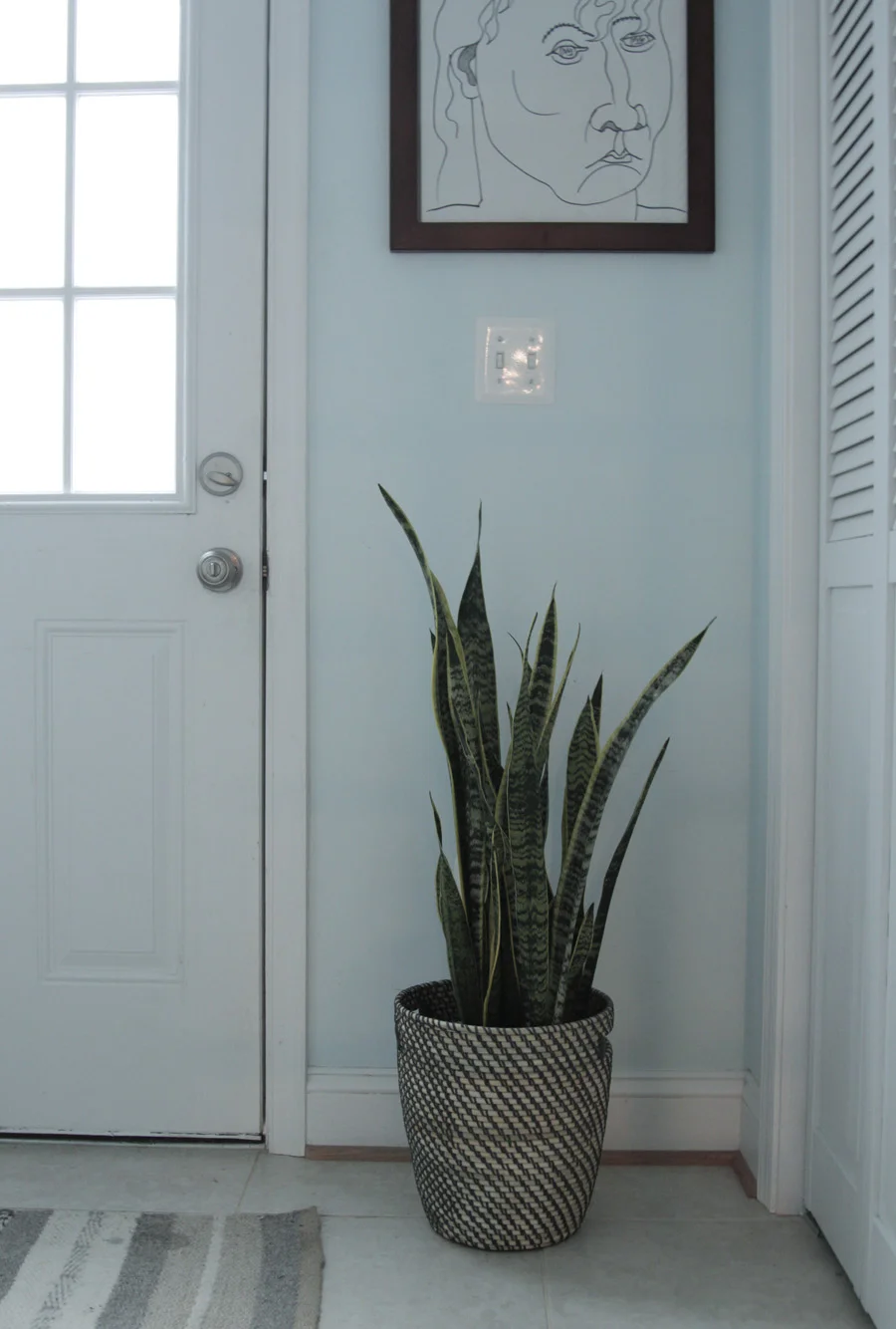 Snake plant laying low in the laundry room