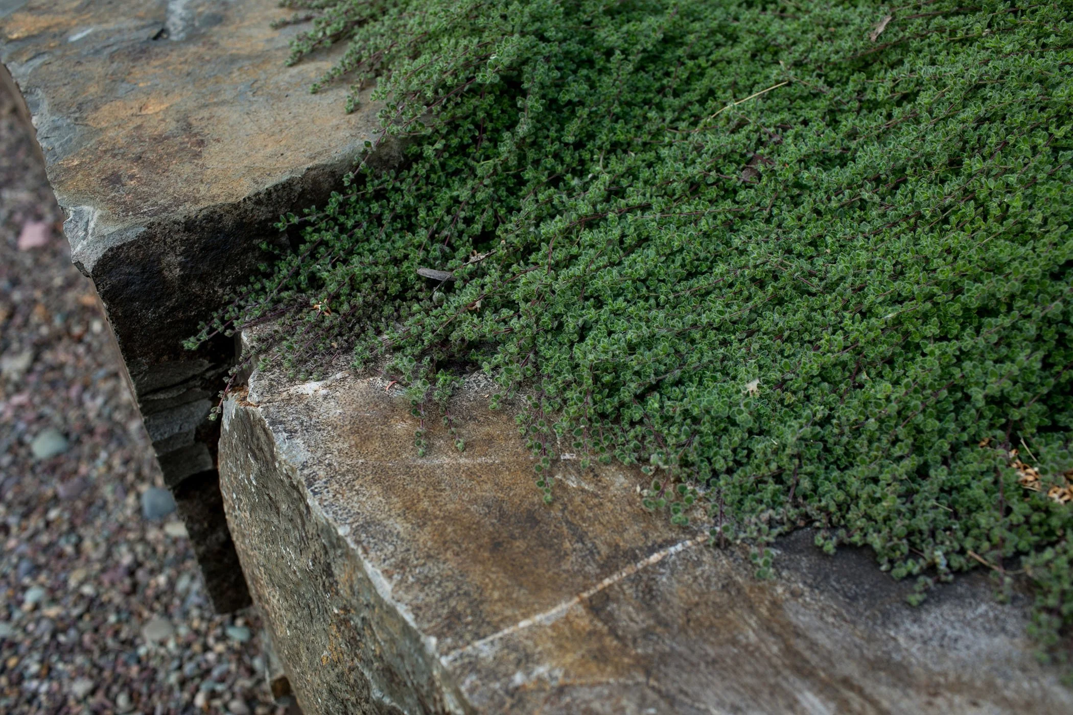 lakeside retreat-stone and woolly thyme.jpg