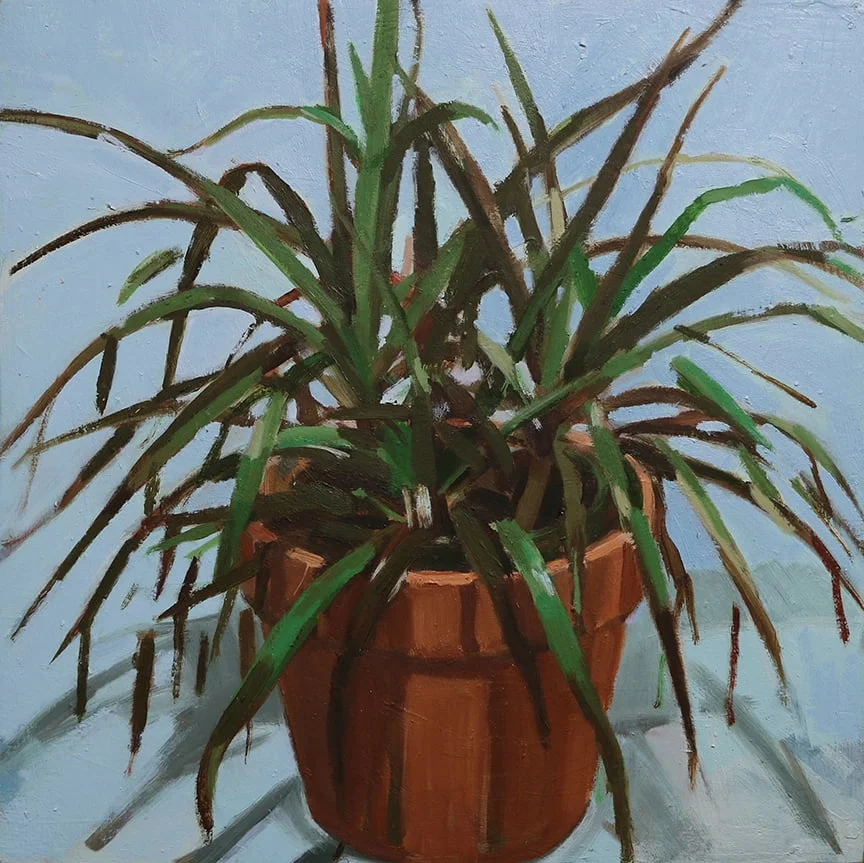 plant