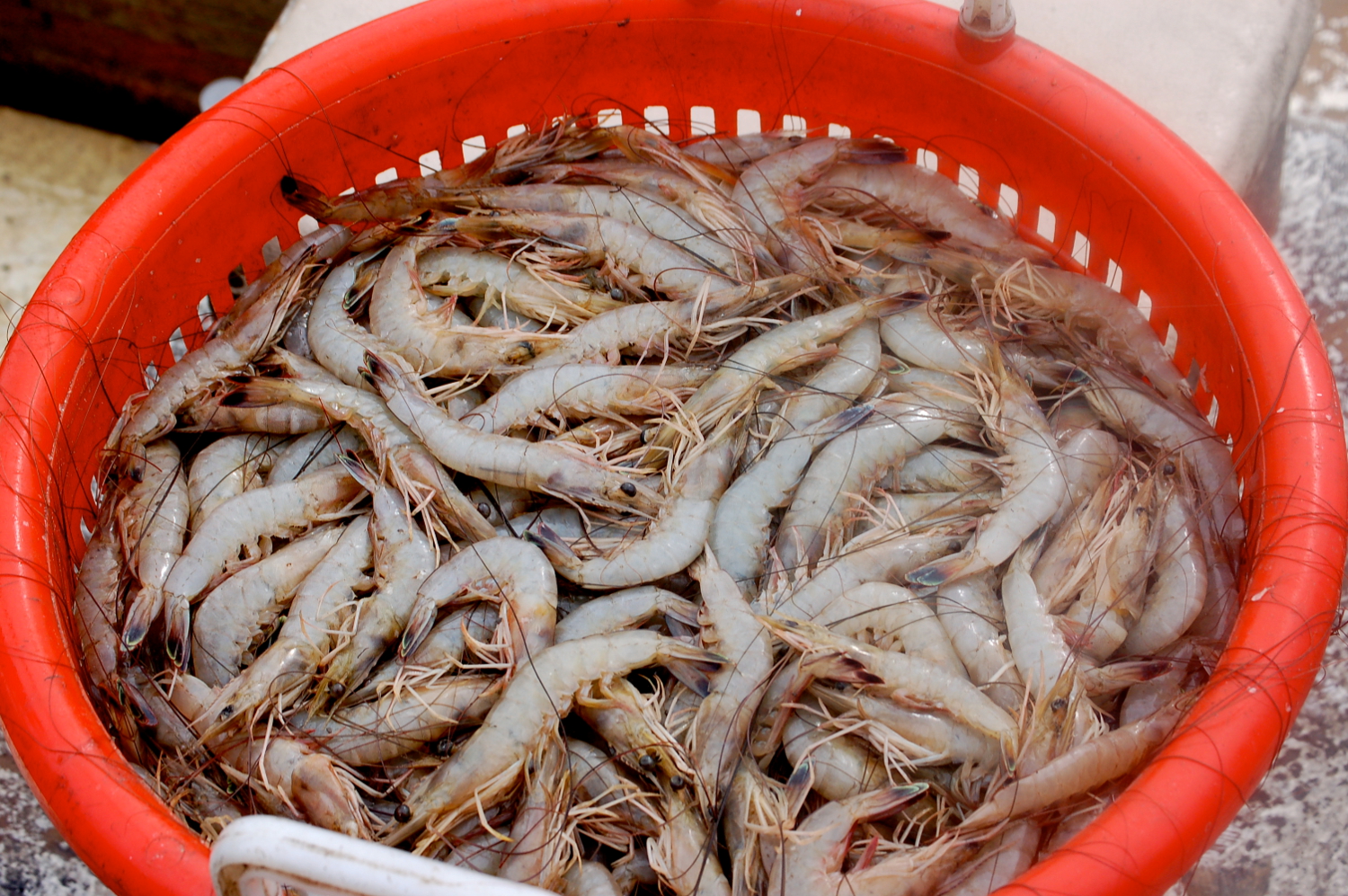 Freshly Caught Wild Georgia Shrimp