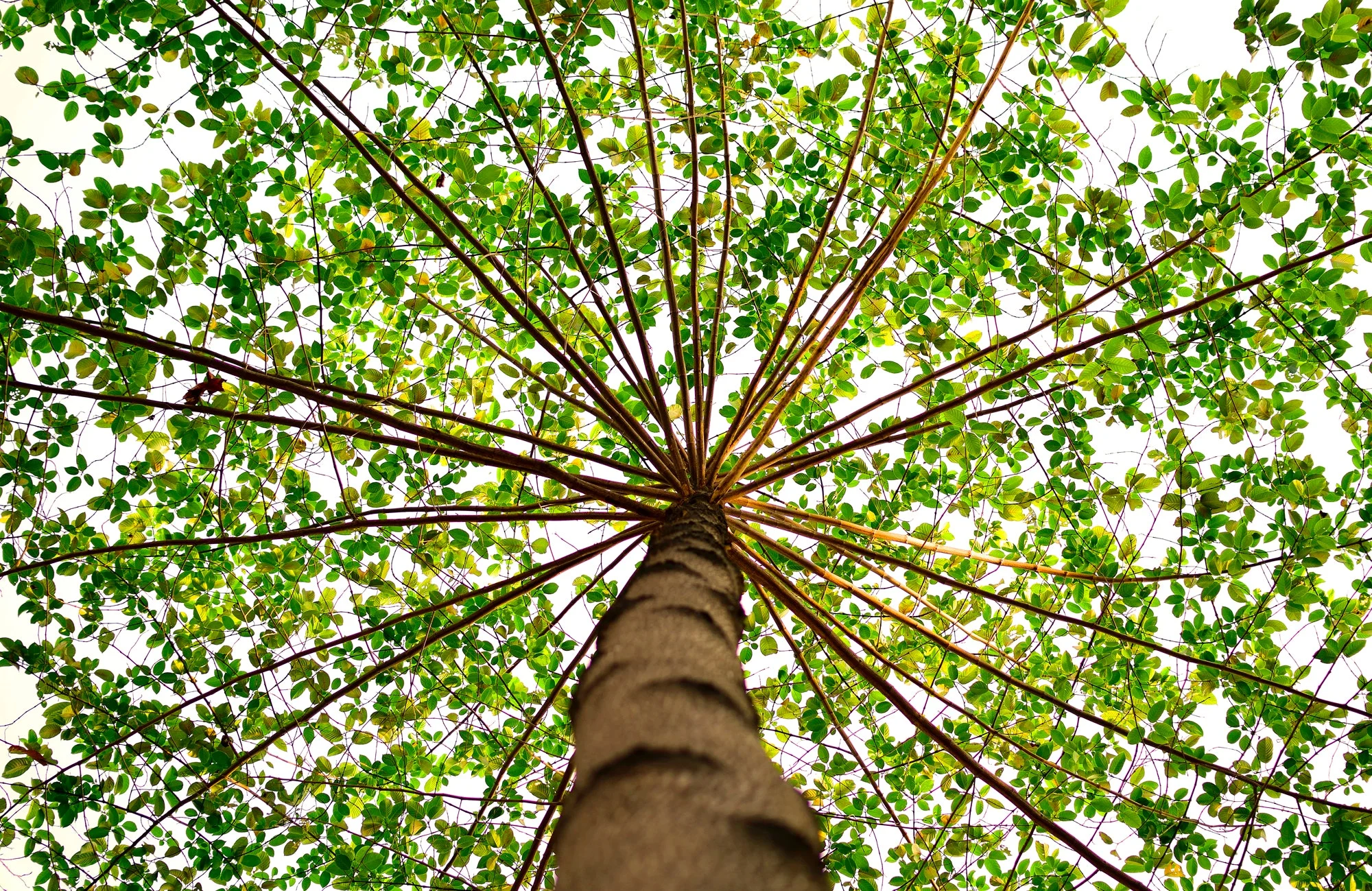 tree growth a tree is me.jpg