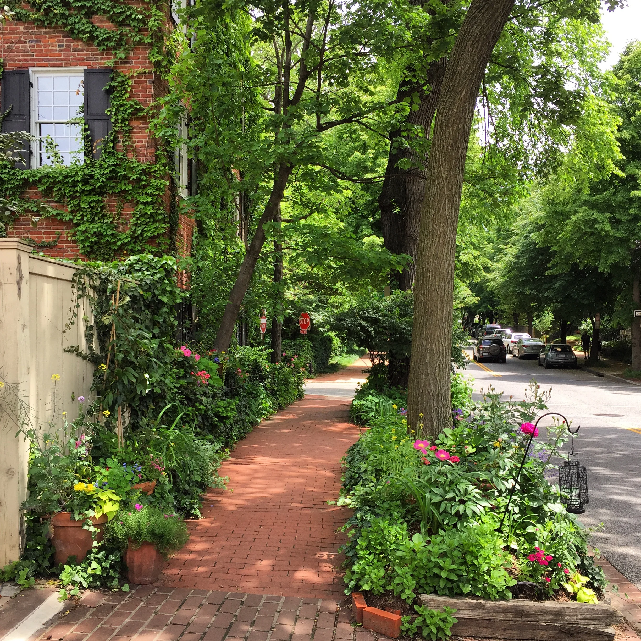 Our First Adventure Walk - Lemon Almond Biscotti