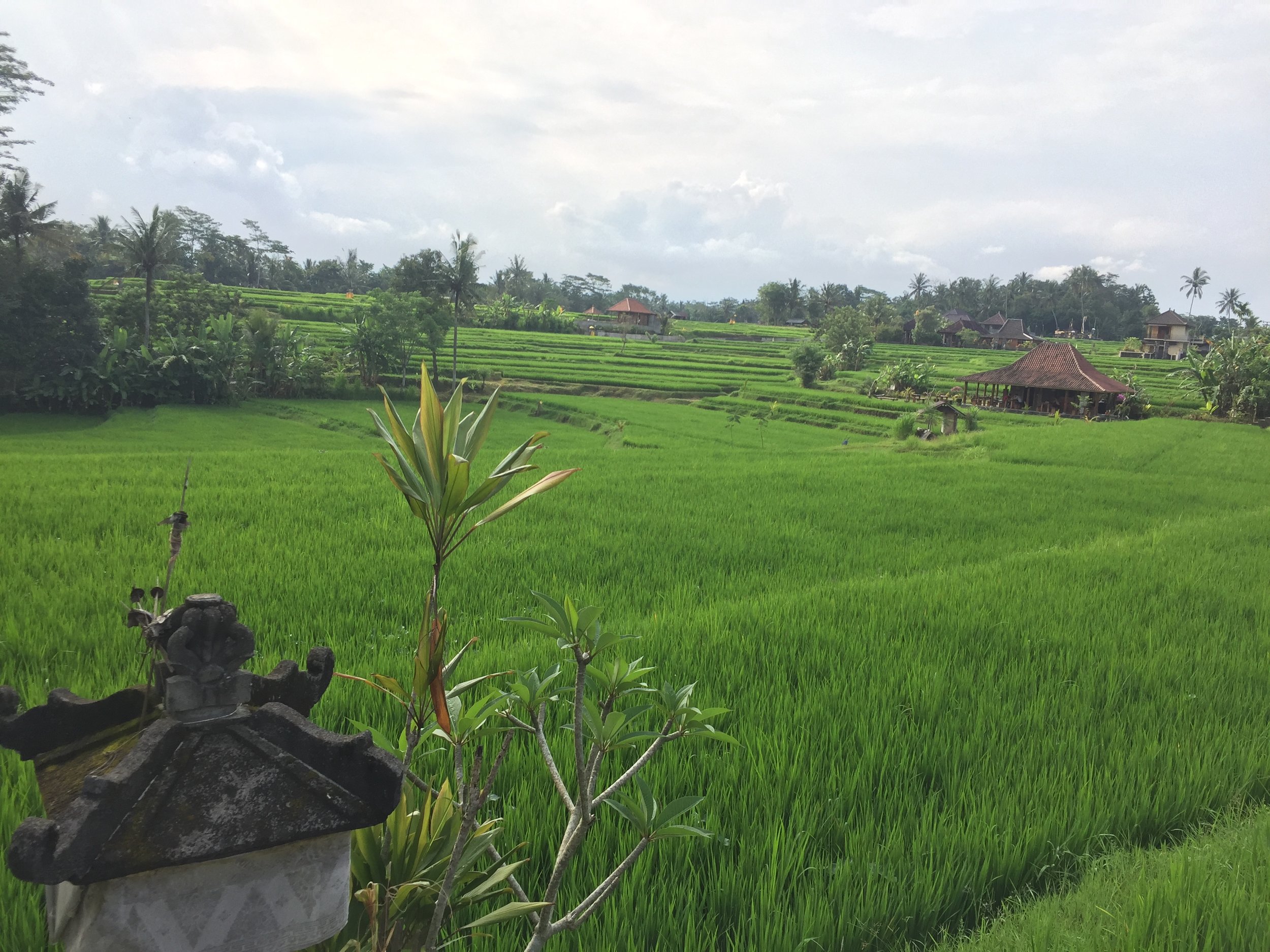 Ubud: Never Wanna Leave