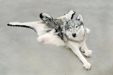 Inert. Nicholas Galanin. Wolf, felt. 2009