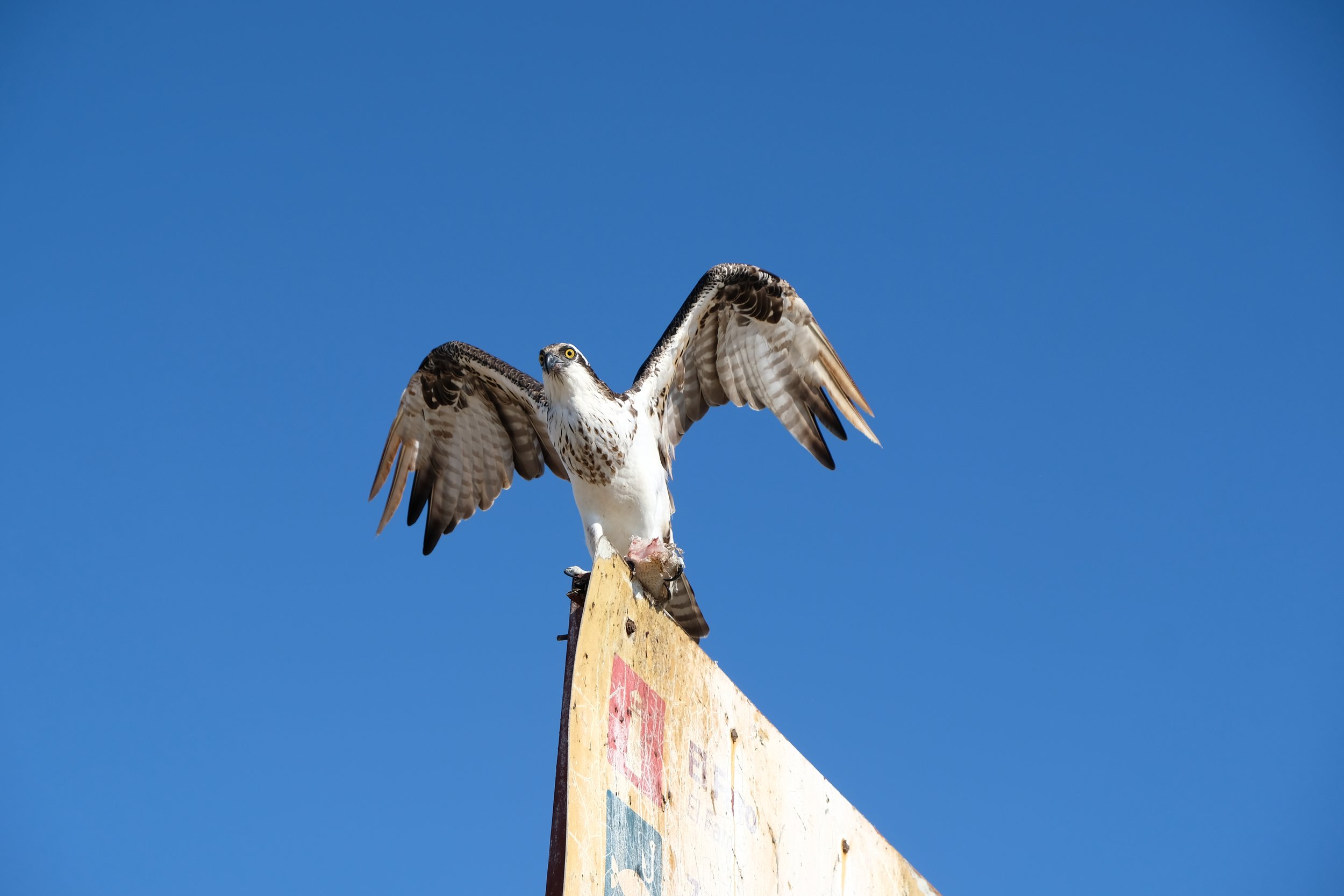 DSCF3116.JPG