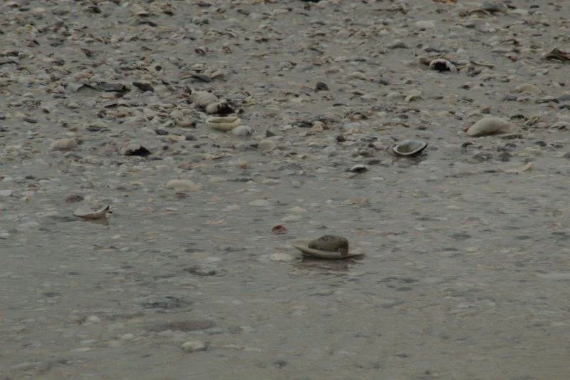 Where are youuuuuuuuuu!! (From Harmony Elementary!)