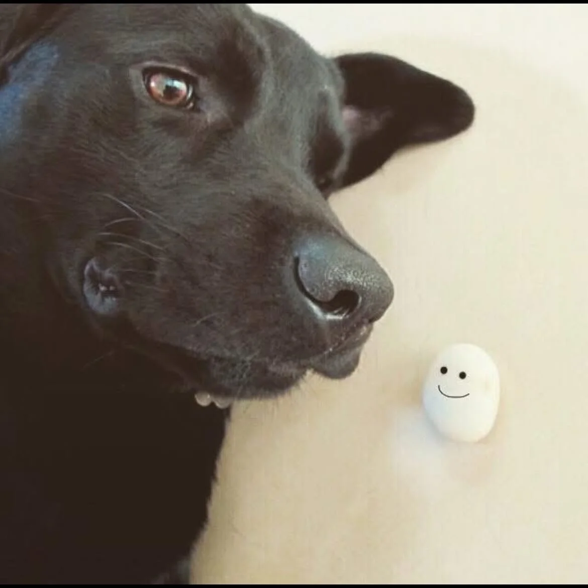 I said good‑bye to my Goodest Boy last night, and my heart is truly broken... 
Grief only exists where there was great love &mdash; and I&rsquo;m grateful for every bit of that love. 
Pono, you will always be my soul-dog 🖤🐾 
I love you❤️