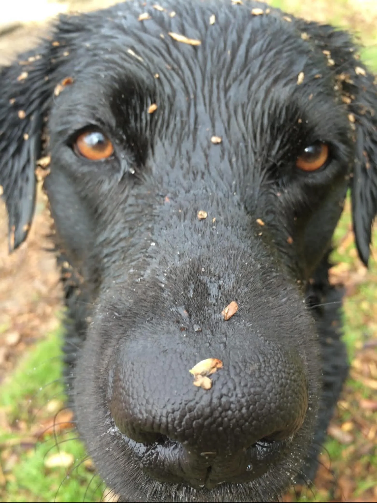 What Ishi learned from Pono🐾
Pono took joy seriously - 
sticks to chase, water to jump in, friends to wrestle with, treats to earn.
A Monday reminder to take your joy seriously too 🪨💛🐾

#ishitherock #missyousomuch #joyfulliving #blacklab