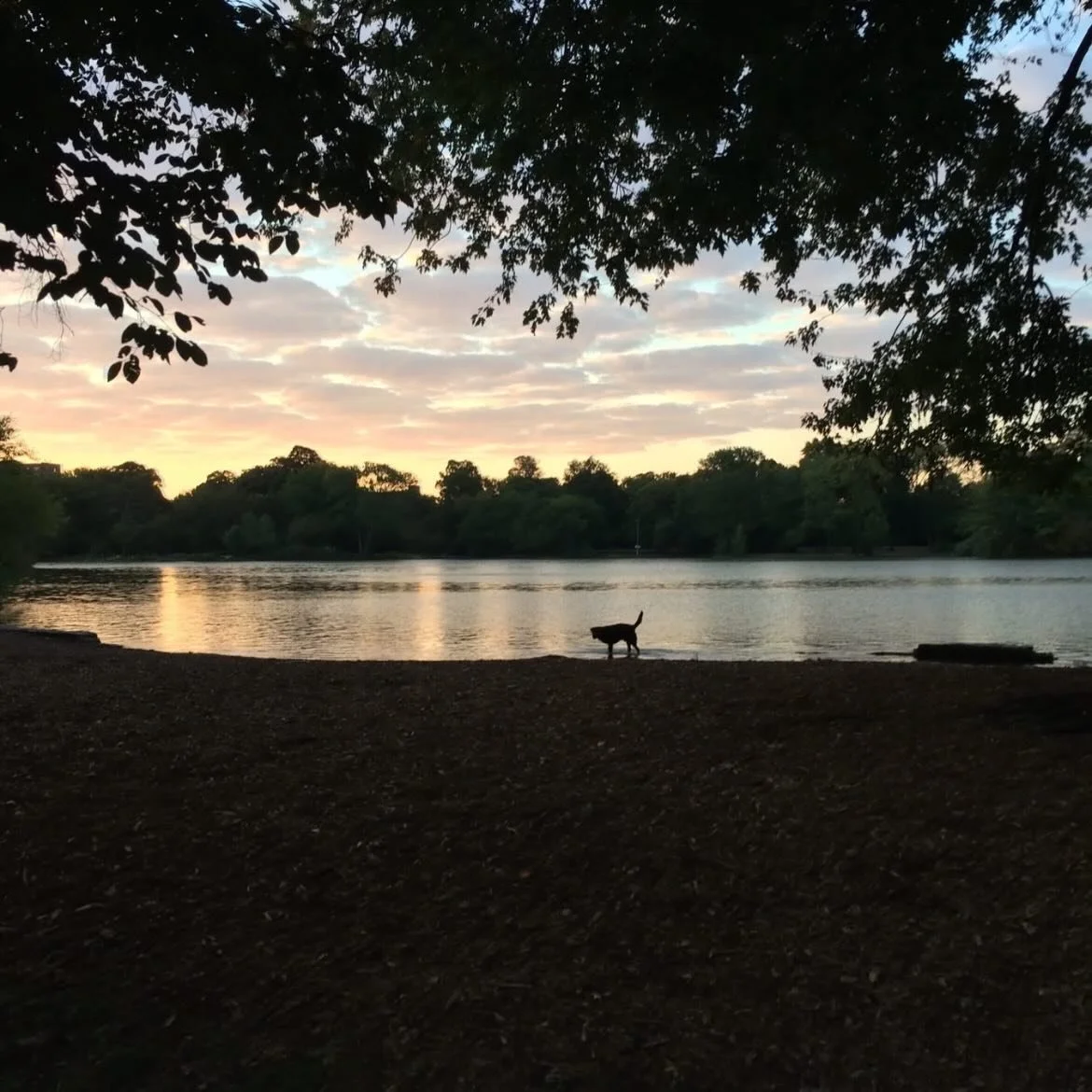 Pono loved his favorite spot &mdash;
and the moment he knew he was close, he took off ✨

What Ishi learned from Pono 🐾🪨💛
There&rsquo;s so much good in the simple things,
if you let yourself notice them.

#ponowisdom #souldog #imissyousomuch #simpl