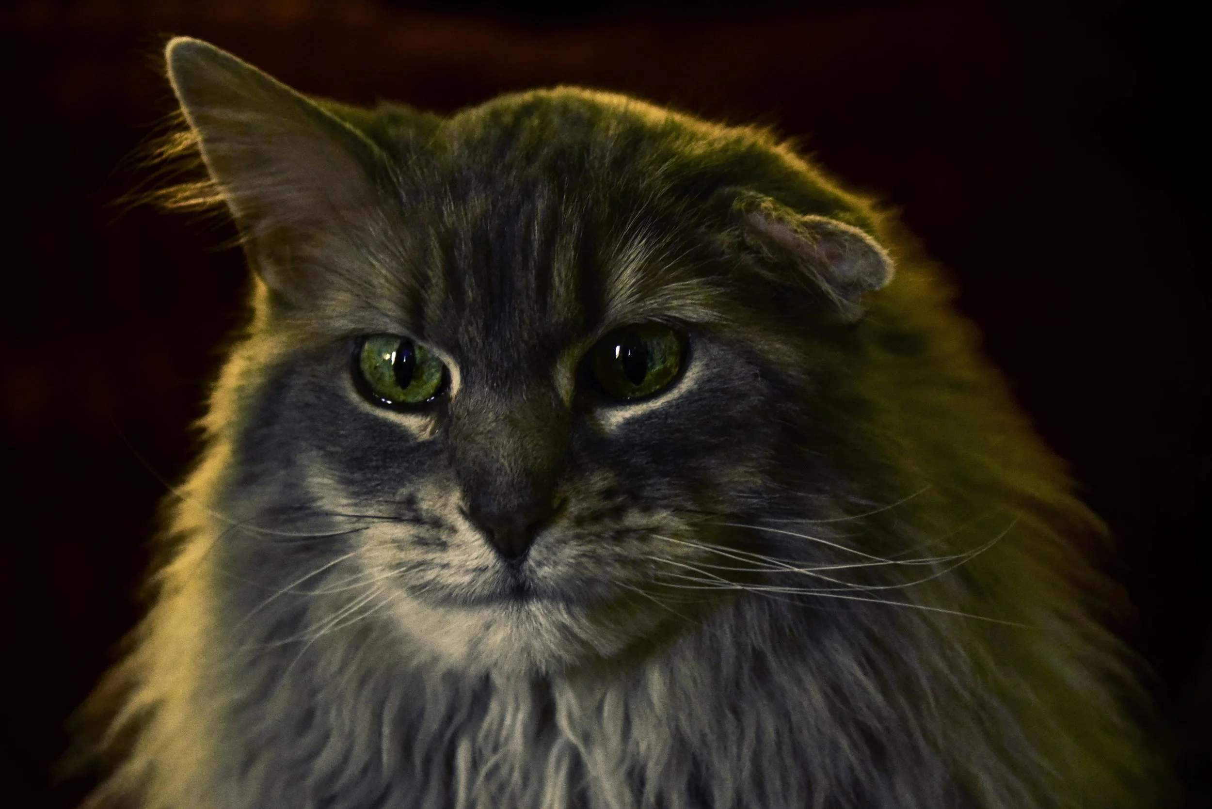 DSC_5686-Edit copy.jpg