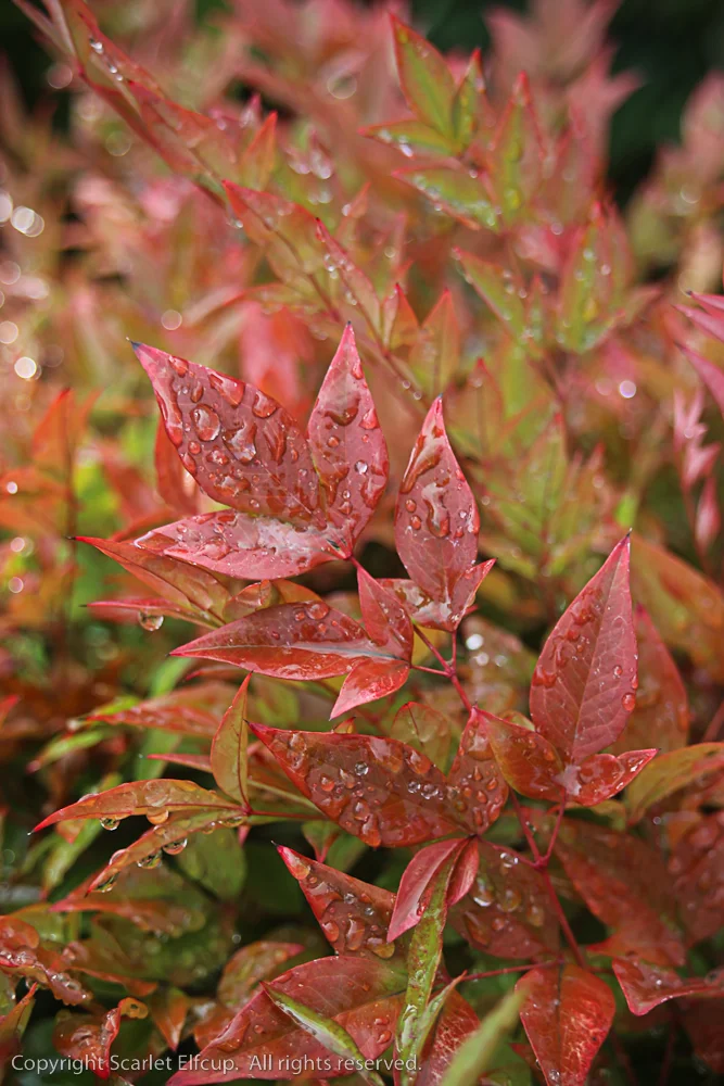 colors turn from green to yellow, orange, red
