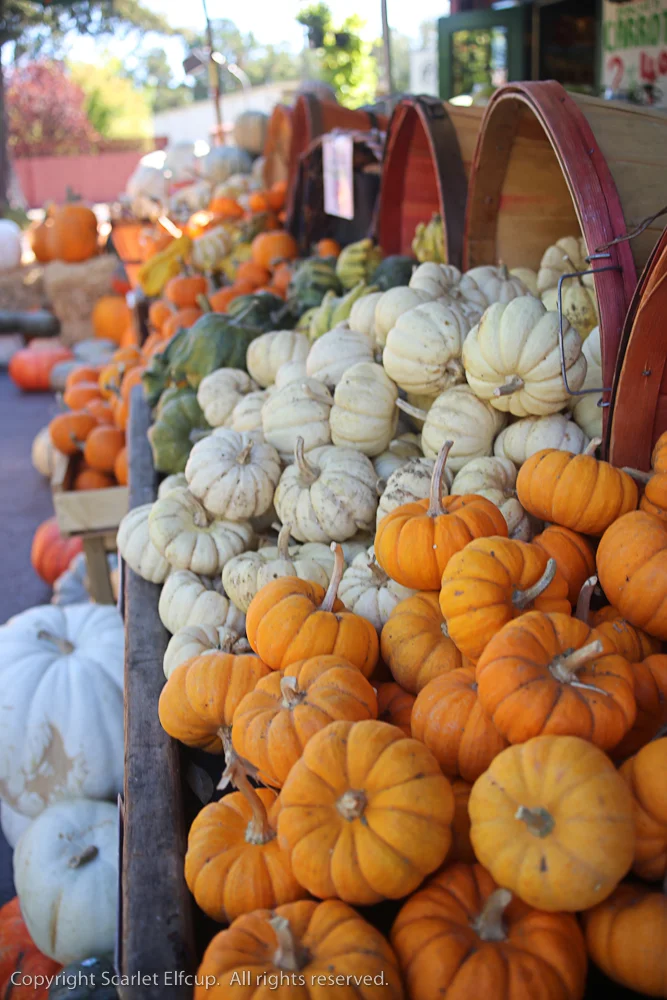 pumpkins appear