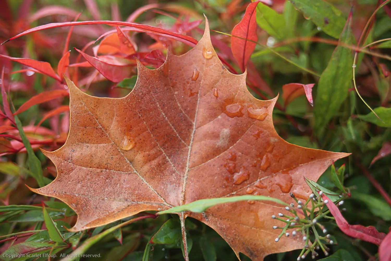 leaves begin to fall