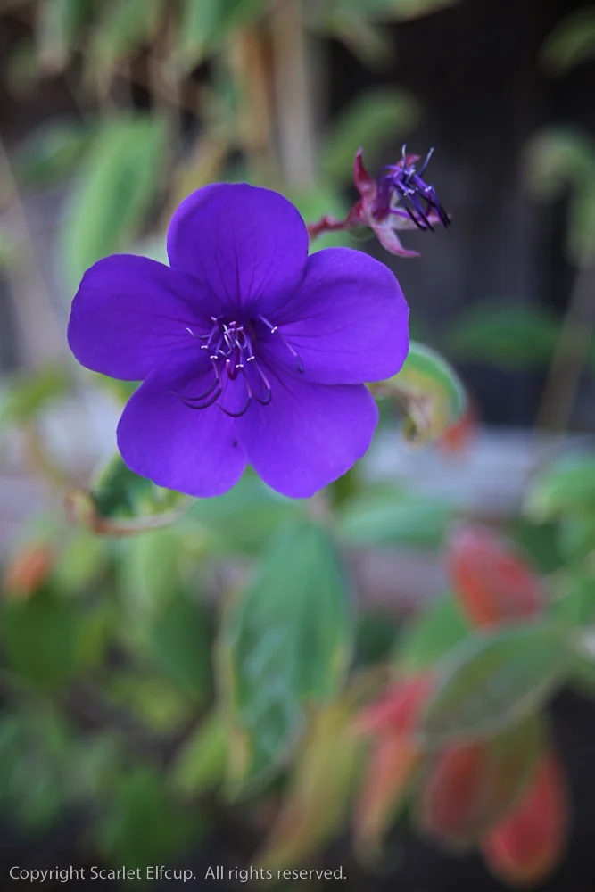 our Tibuchina blooms brilliant purple while their leaves reveal crimson red