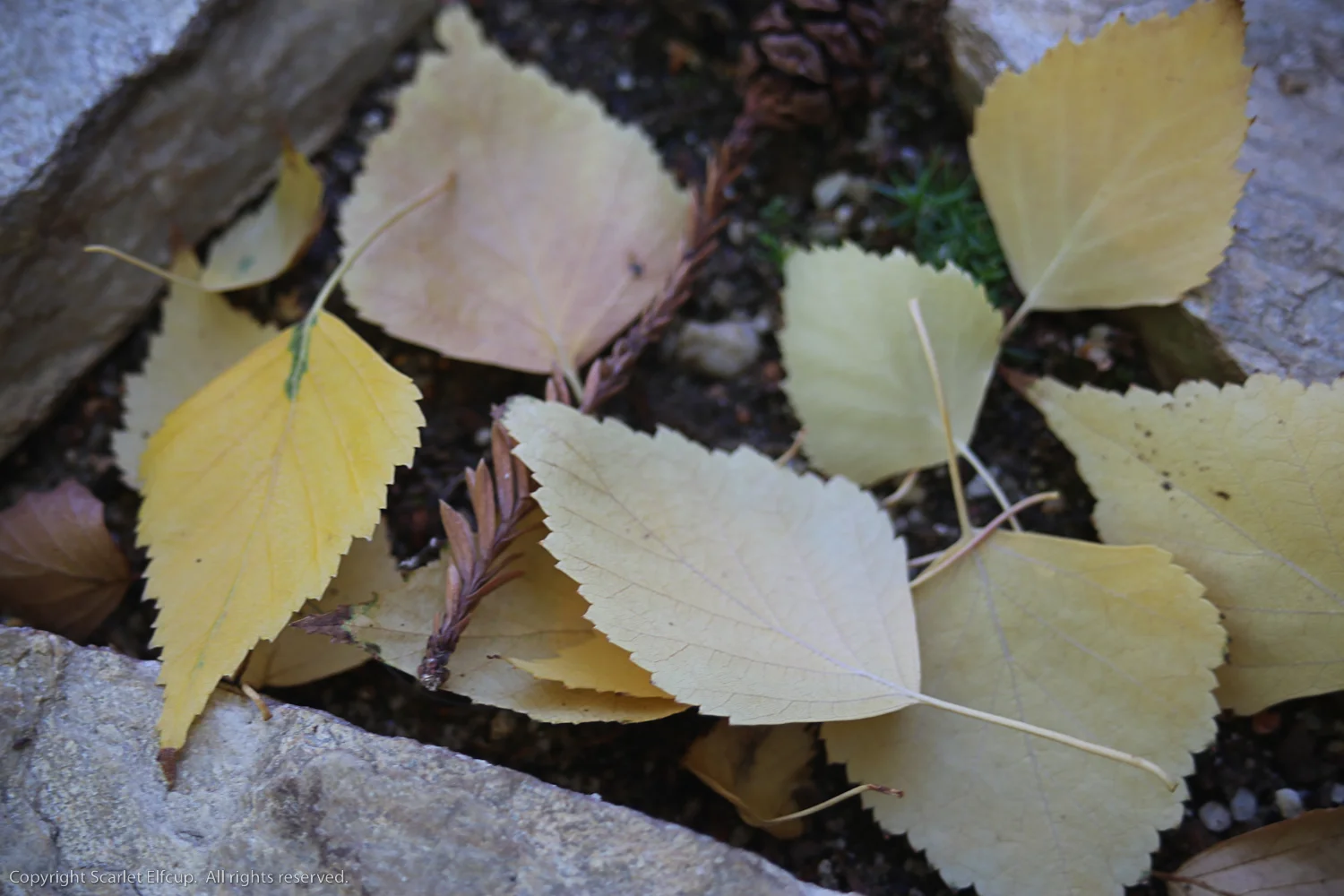 our Birch sheds it's yellow