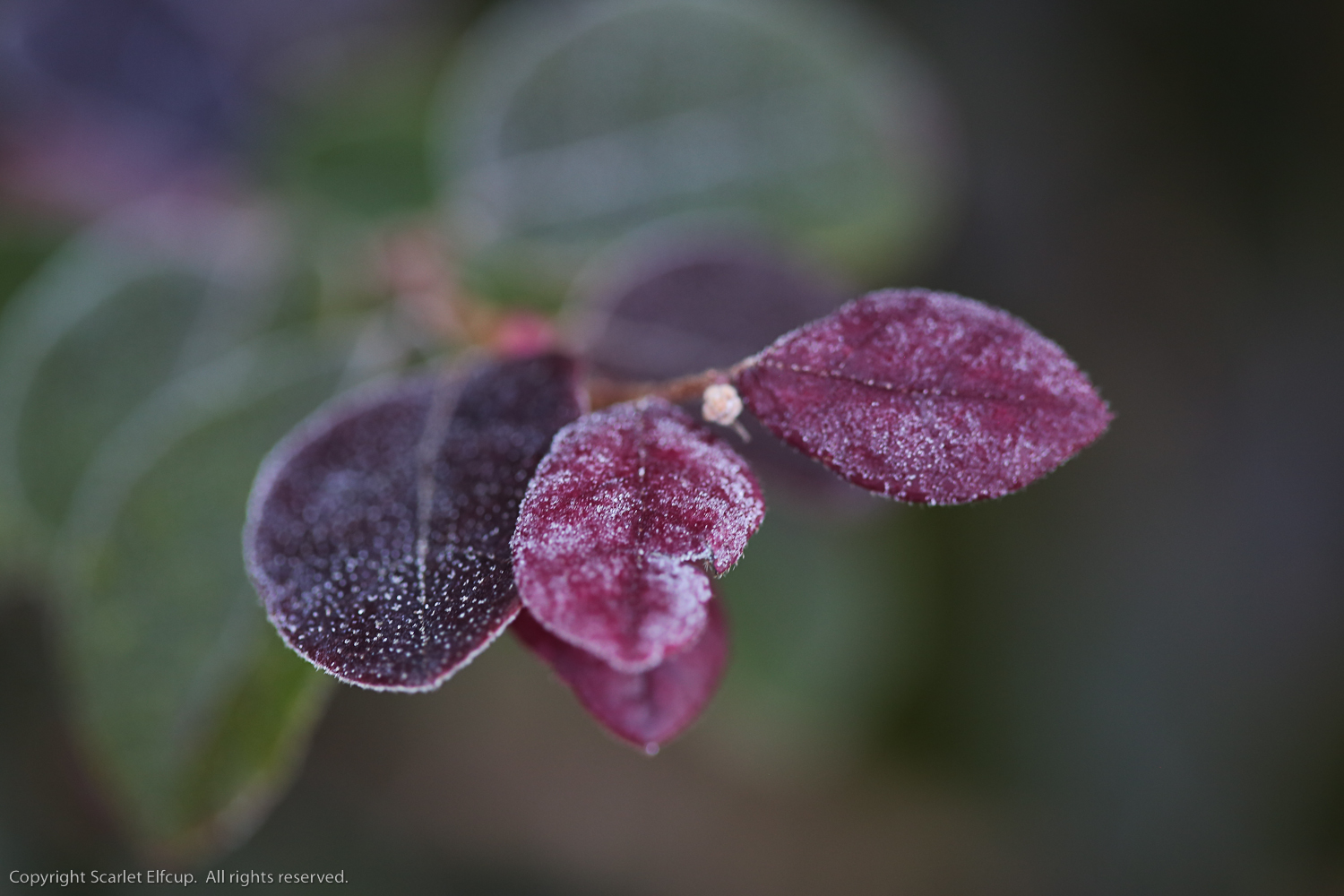 Scarlet Elfcup 2015-4.jpg