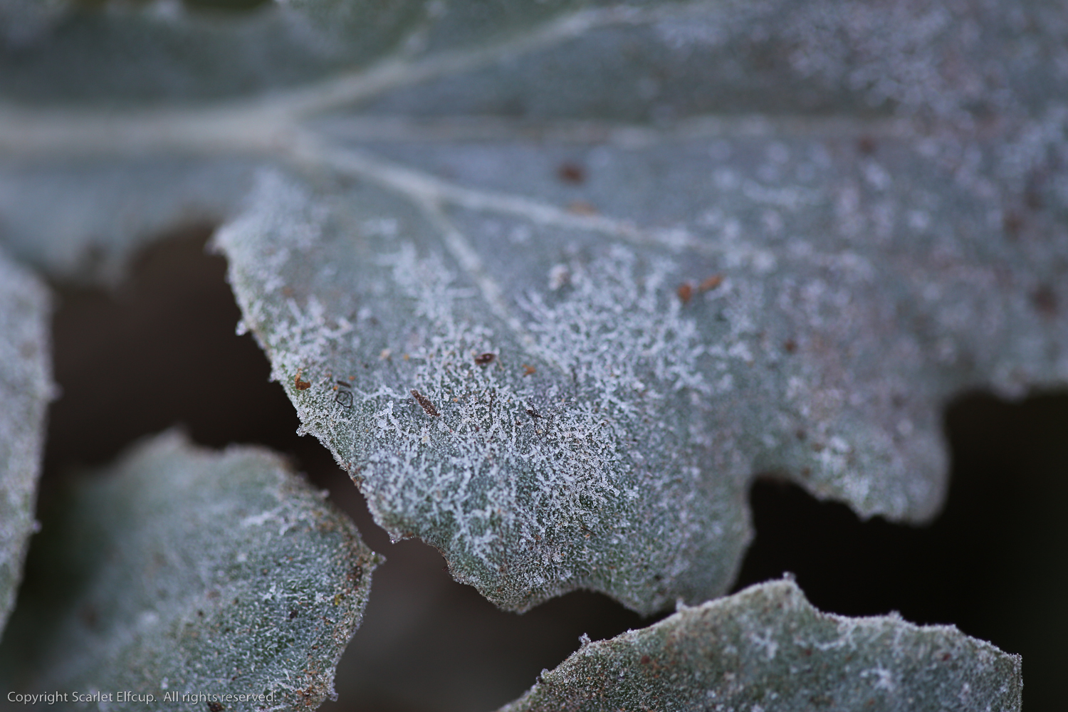 Scarlet Elfcup 2015-3.jpg