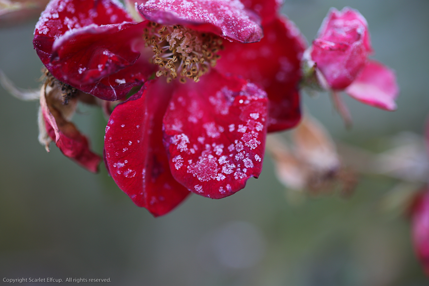 Scarlet Elfcup 2015-8.jpg