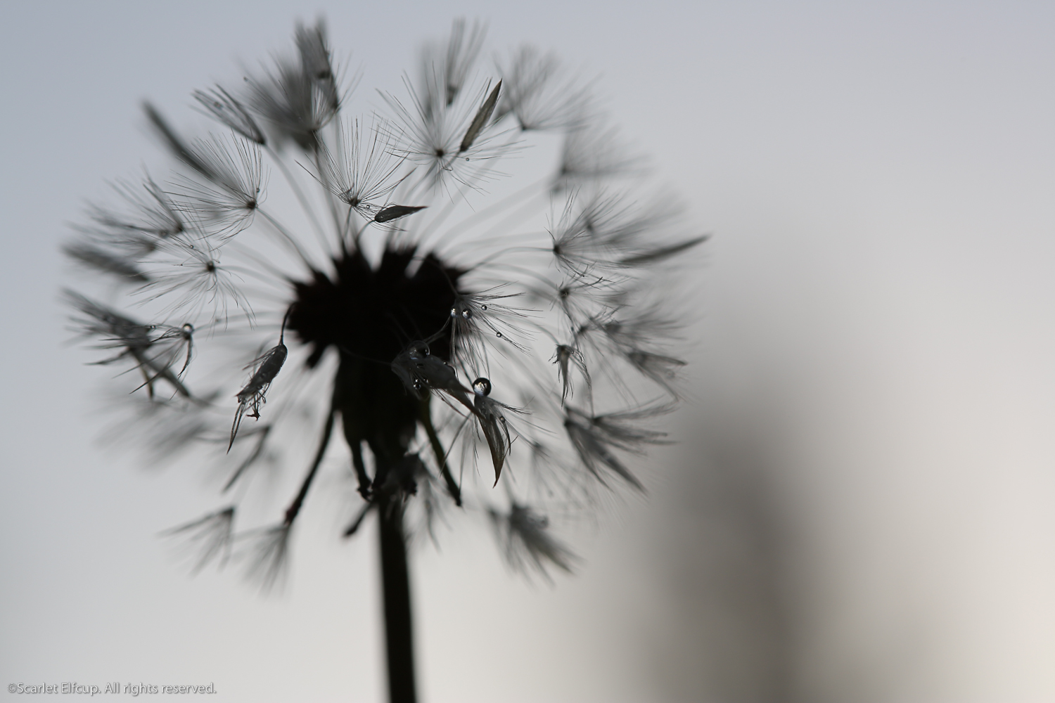 Raindrops and Dandelions-1.jpg