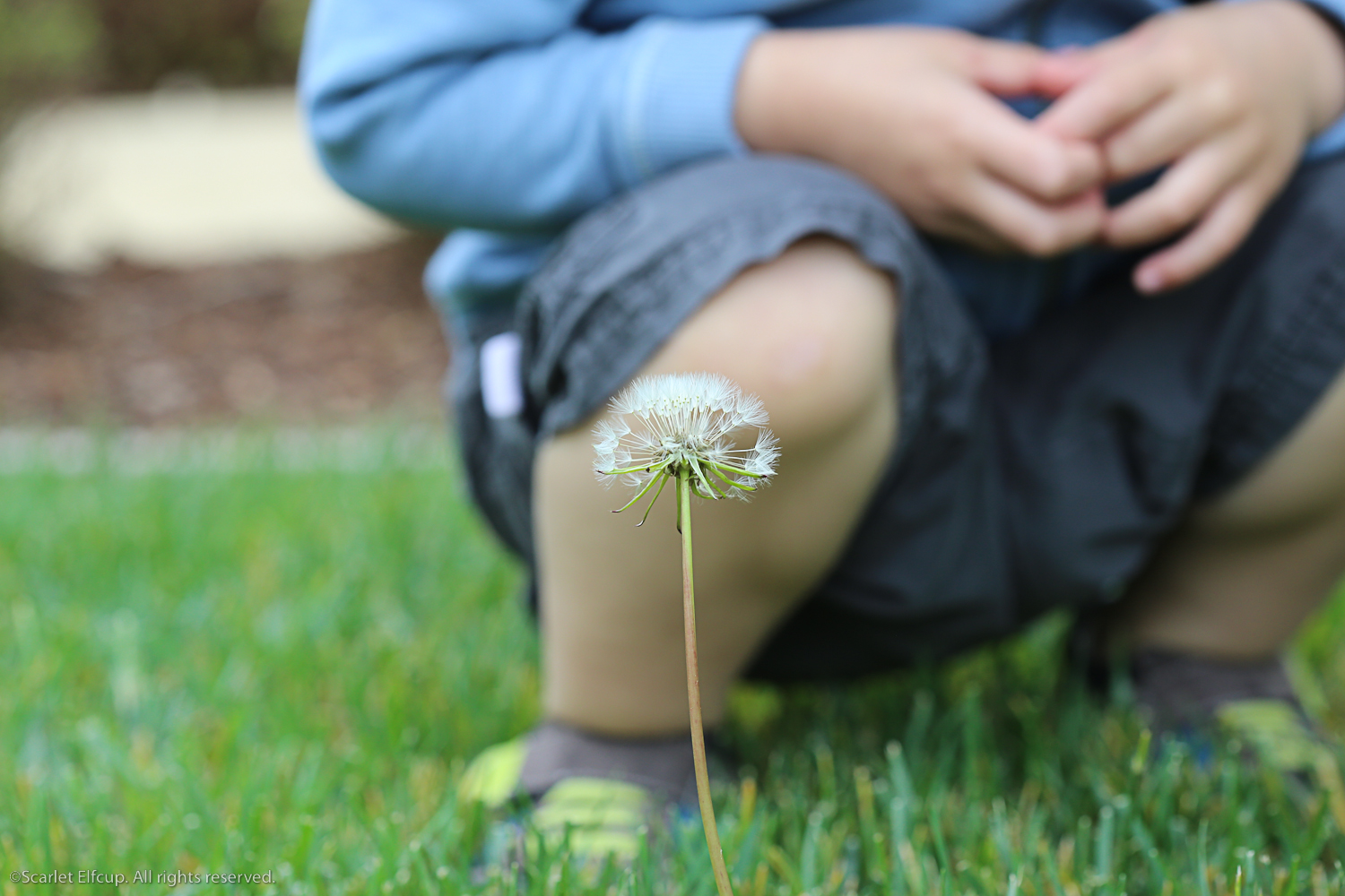 Raindrops and Dandelions-5.jpg