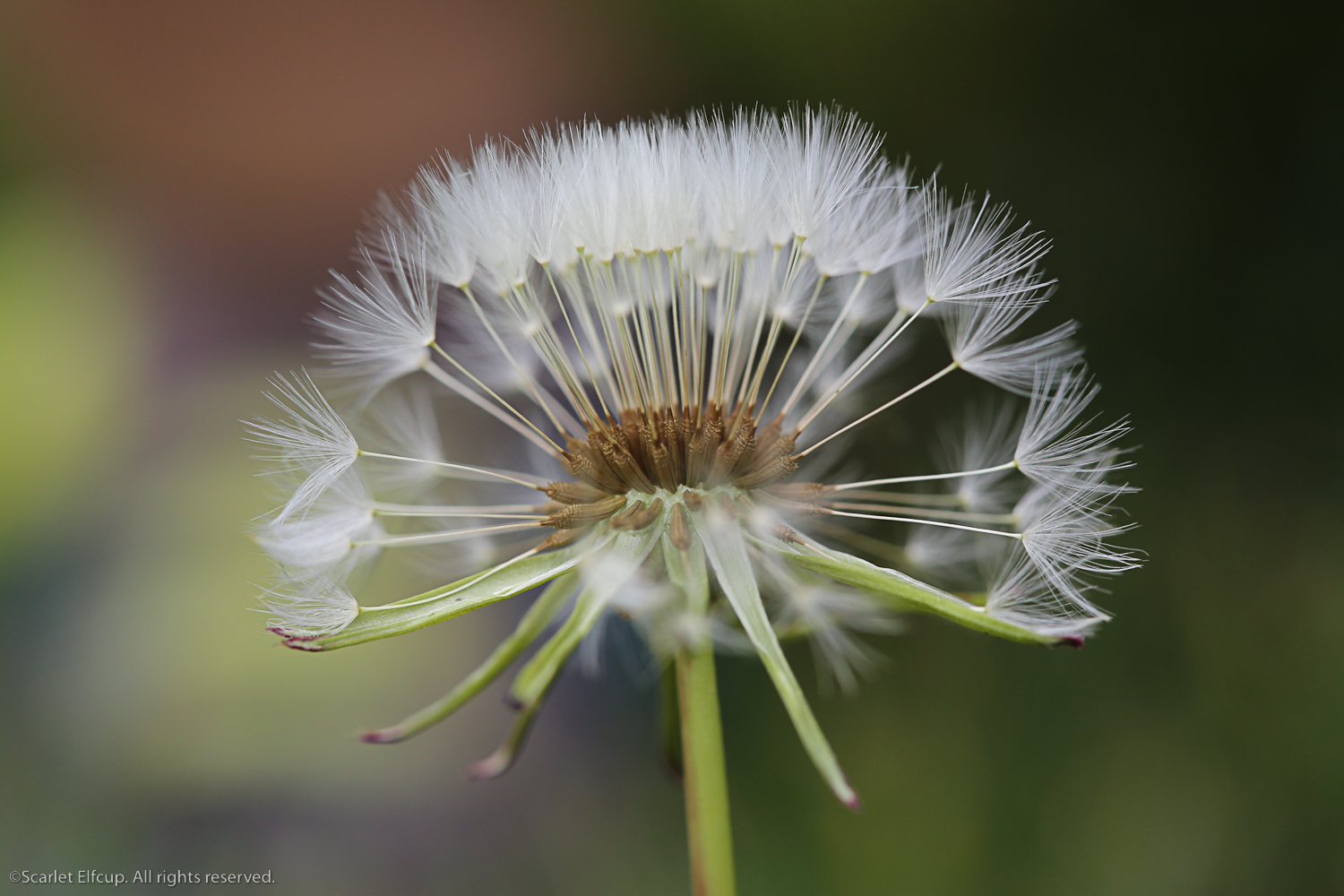 Raindrops and Dandelions-6.jpg