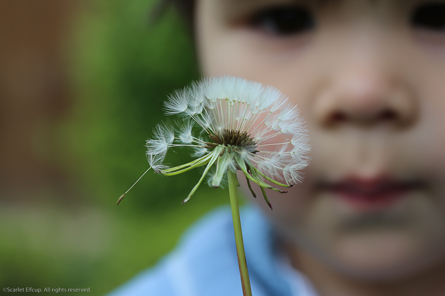 Raindrops and Dandelions-7.jpg