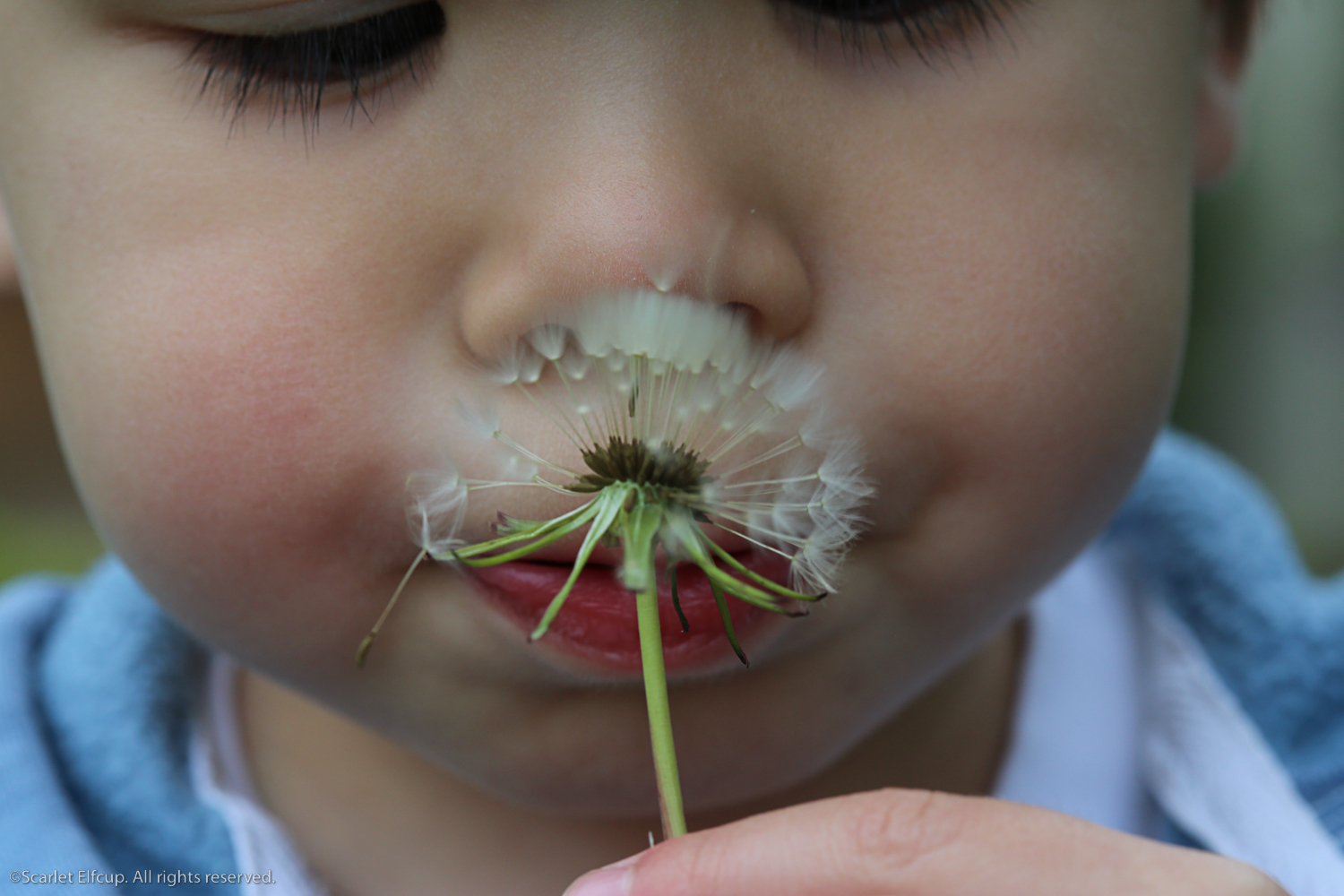 Raindrops and Dandelions-8.jpg