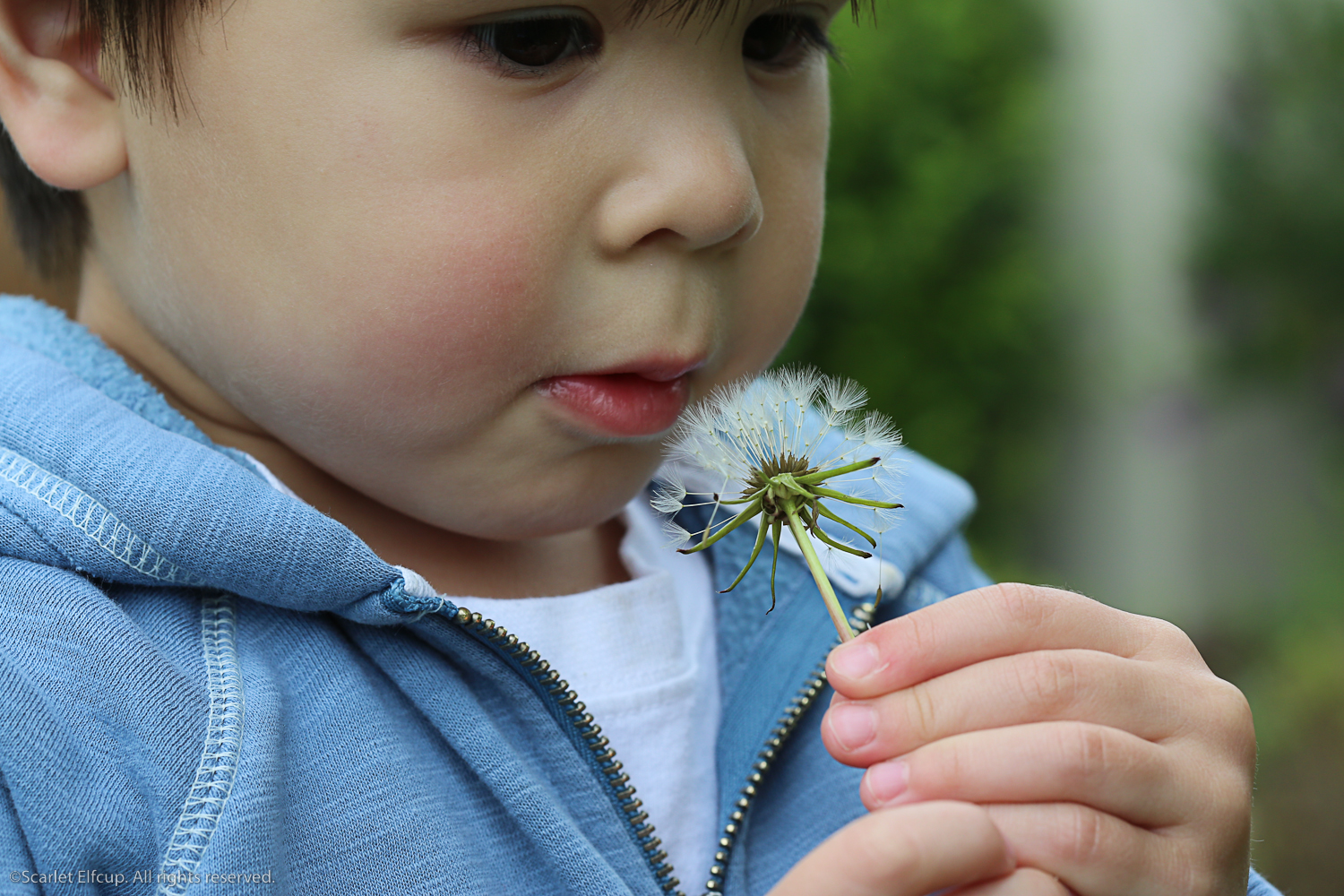 Raindrops and Dandelions-9.jpg