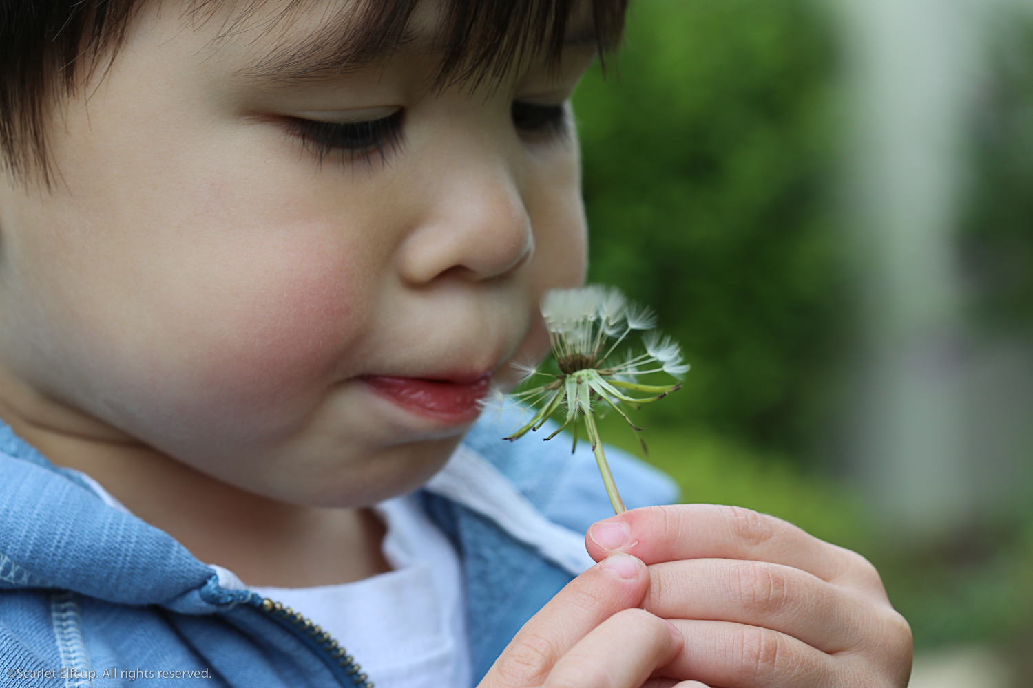 Raindrops and Dandelions-10.jpg