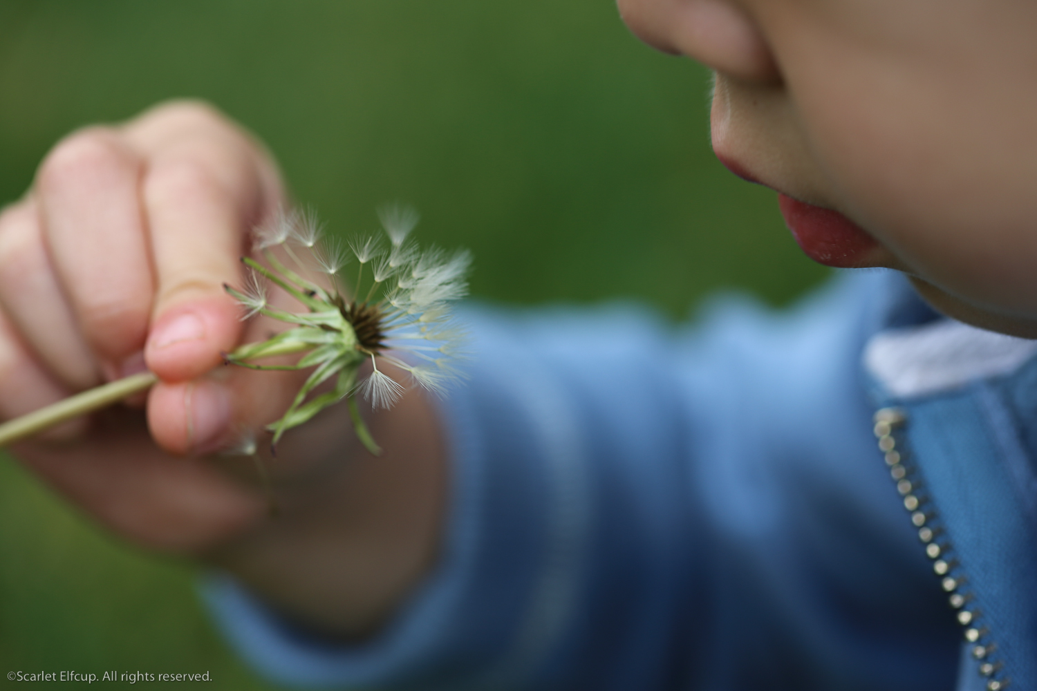 Raindrops and Dandelions-11.jpg