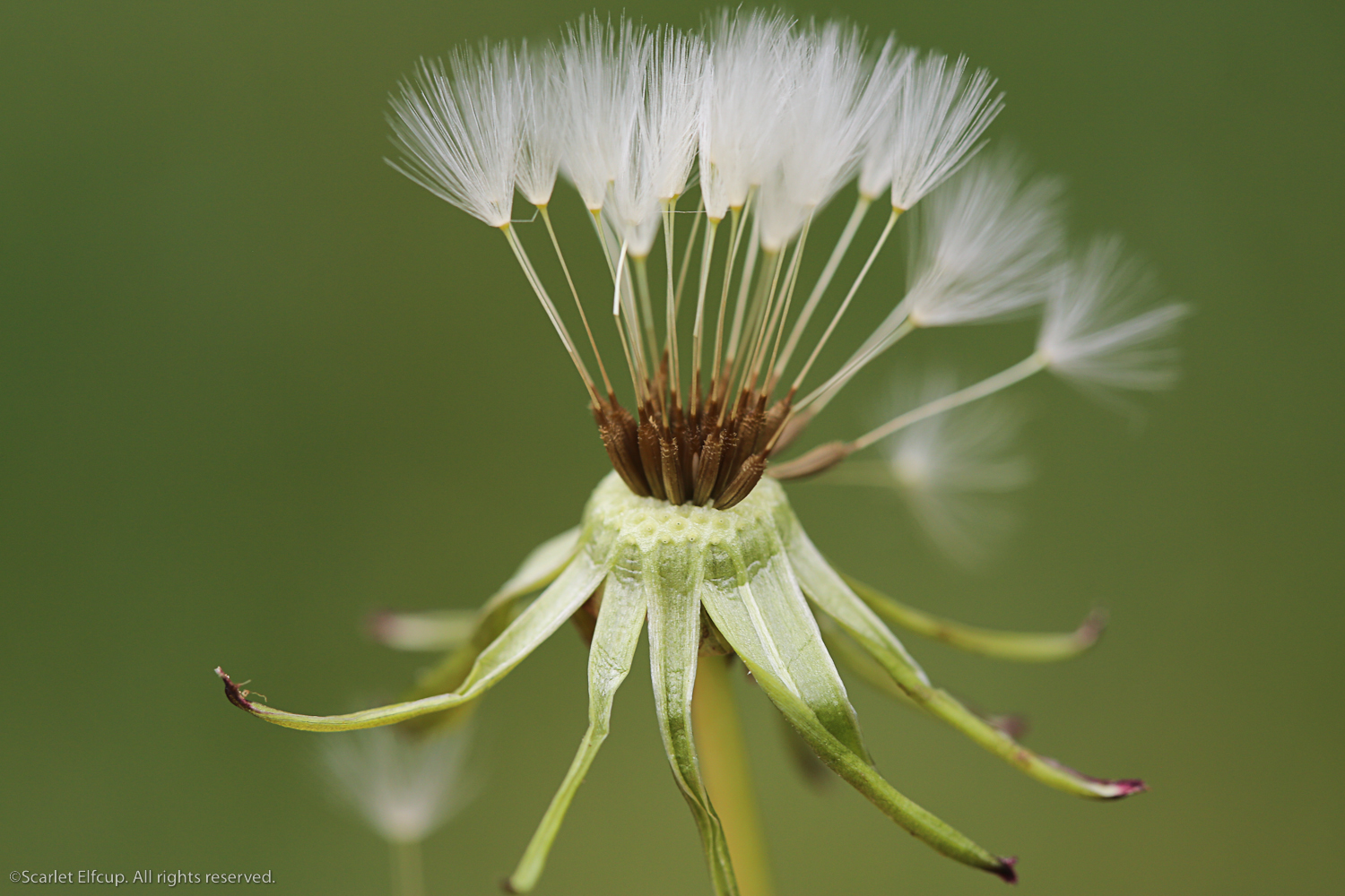 Raindrops and Dandelions-13.jpg