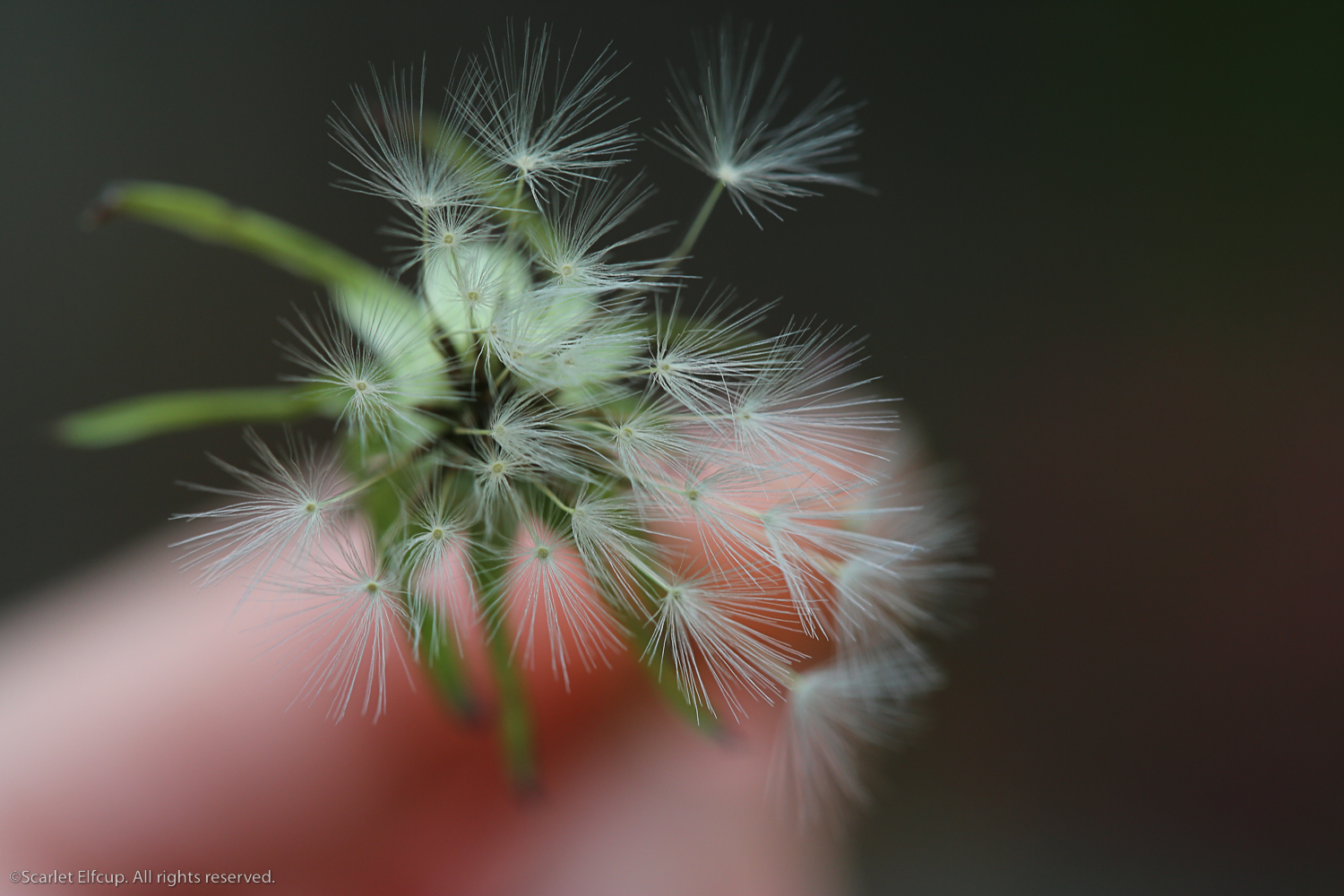 Raindrops and Dandelions-16.jpg