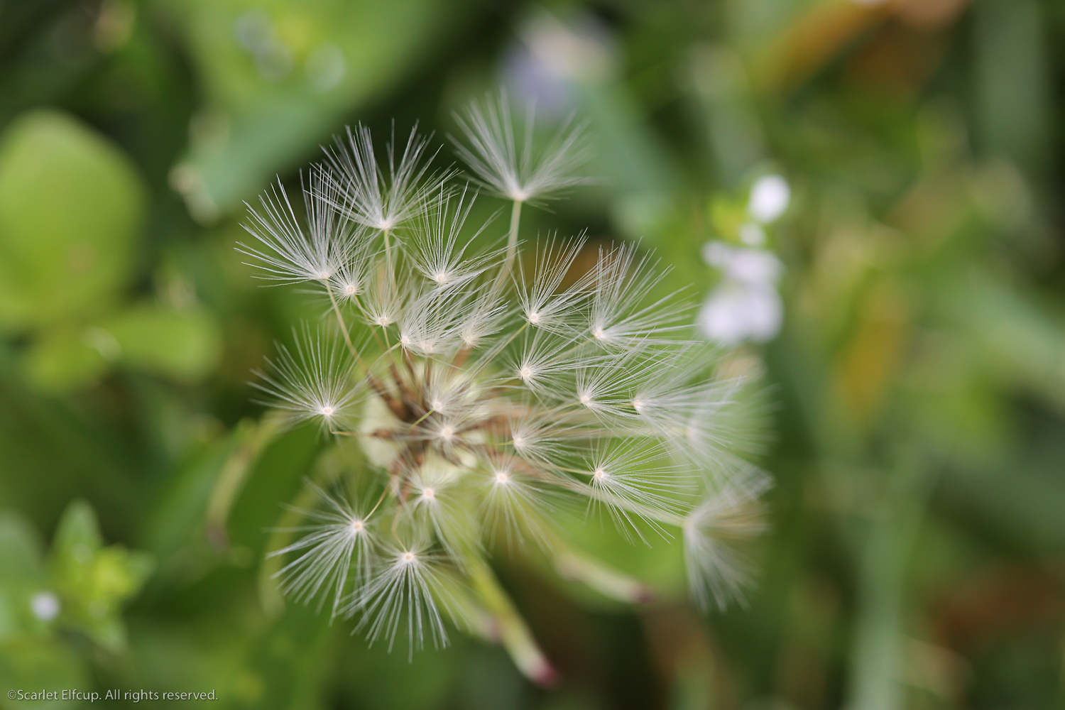 Raindrops and Dandelions-17.jpg