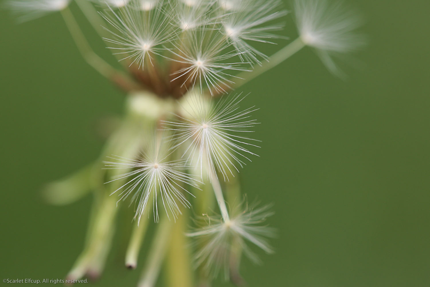 Raindrops and Dandelions-18.jpg